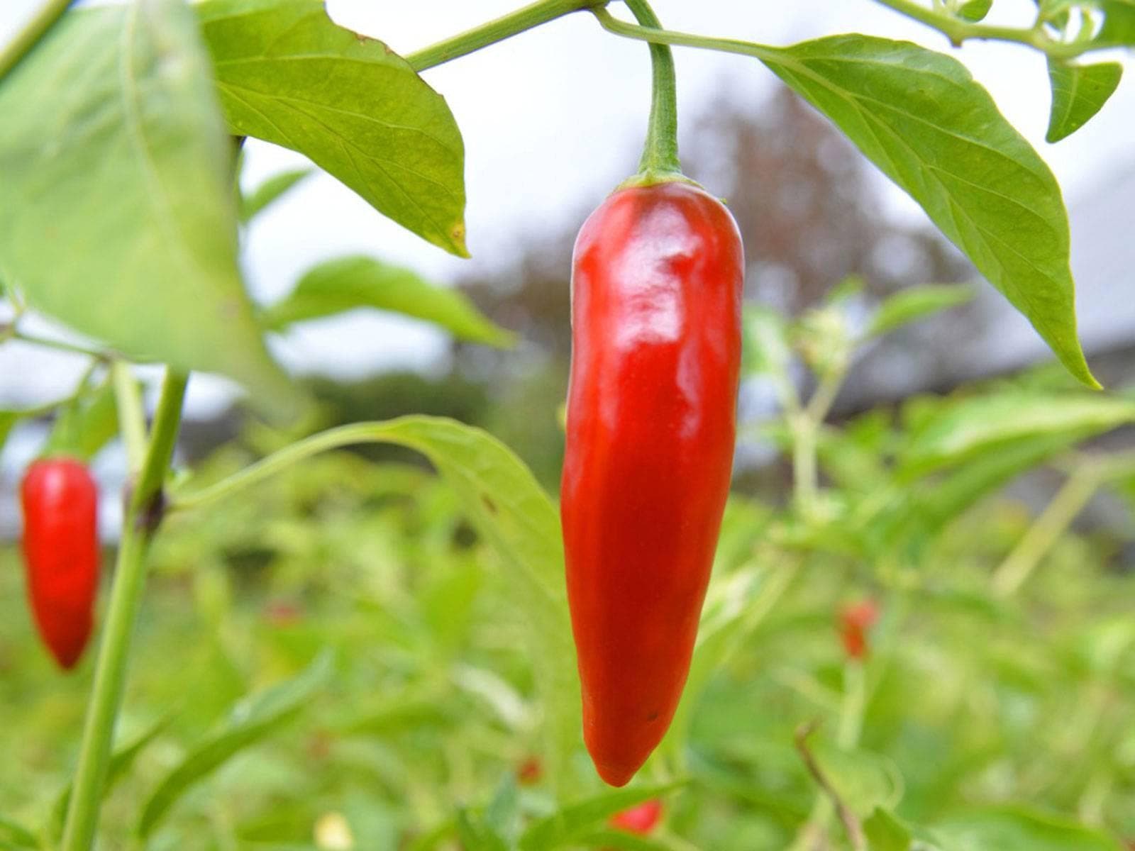 Big Thai Chili Pepper Medium Spicy Starter Live Plants (4 Seedlings) - image 4