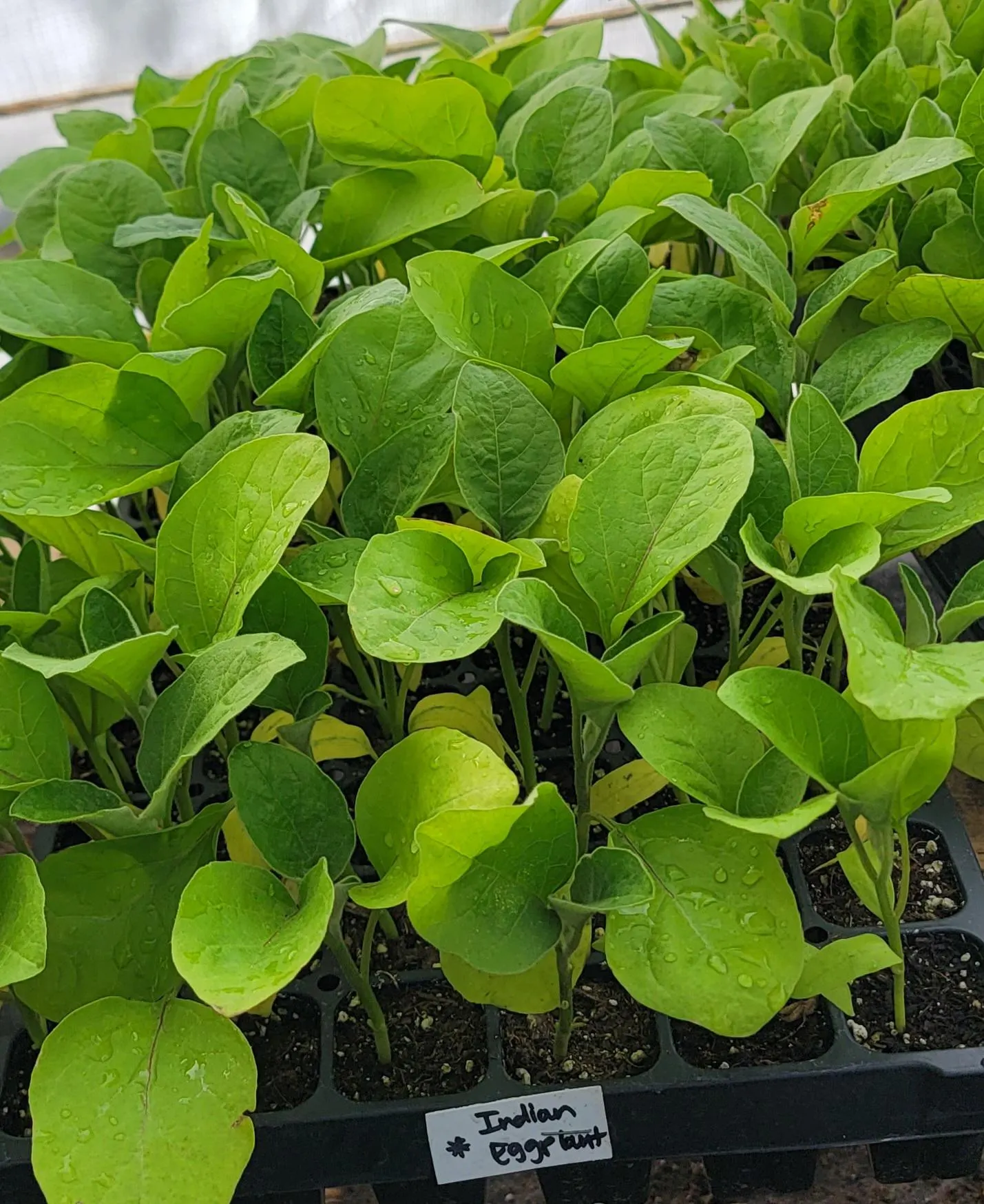 Indian Eggplant, Purple Vankaya Starter Live Plants (4 Seedlings) - image 3
