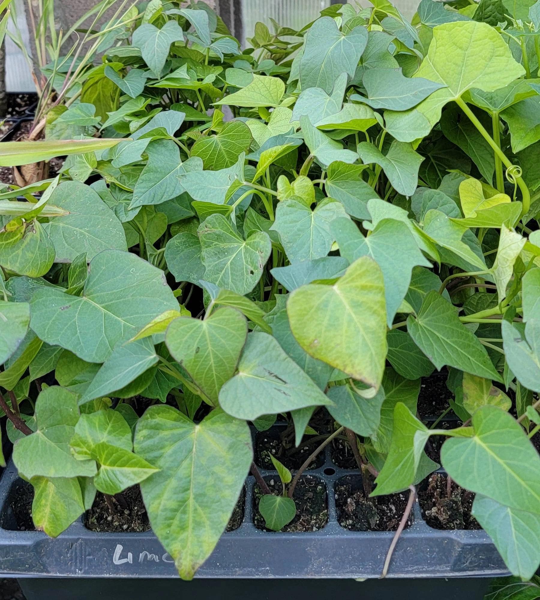 Purple Sweet Potato Starter Live Plants (4 Rooted Slips) - image 4