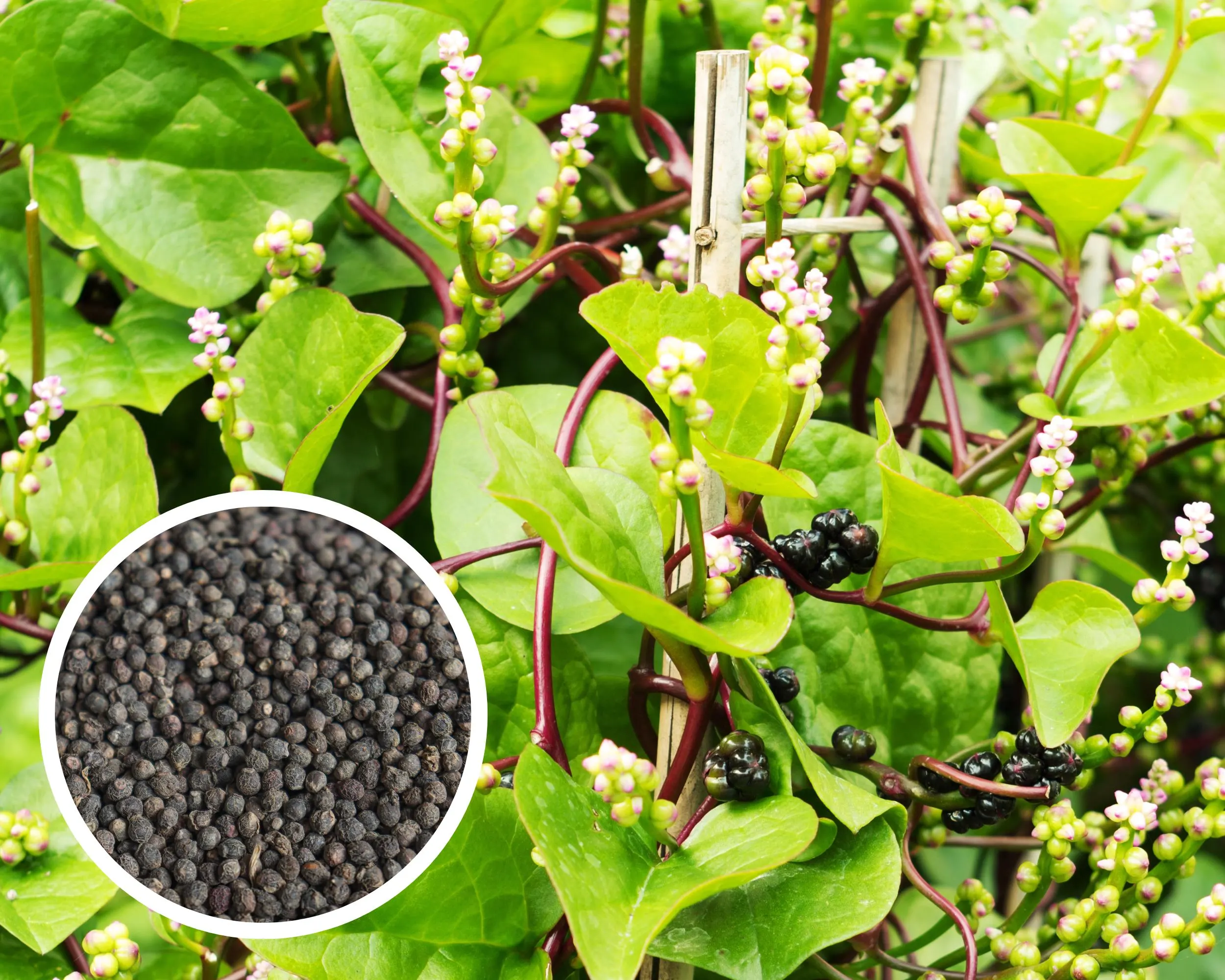 Red Malabar Spinach Seeds, Heirloom Non-GMO (50+ Seeds)