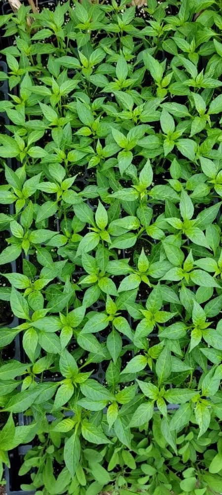 Big Thai Chili Pepper Medium Spicy Starter Live Plants (4 Seedlings) - image 3