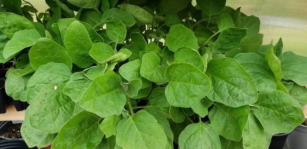 Green Thai Eggplant (Small) Starter Live Plants (4 Seedlings) - image 2