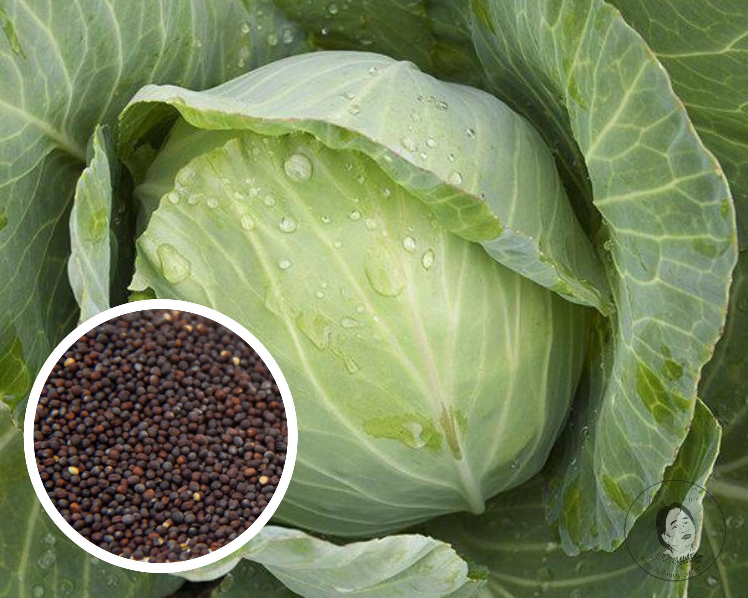 Cabbage, Golden Acre Seeds, Heirloom Non-GMO (200+ Seeds)