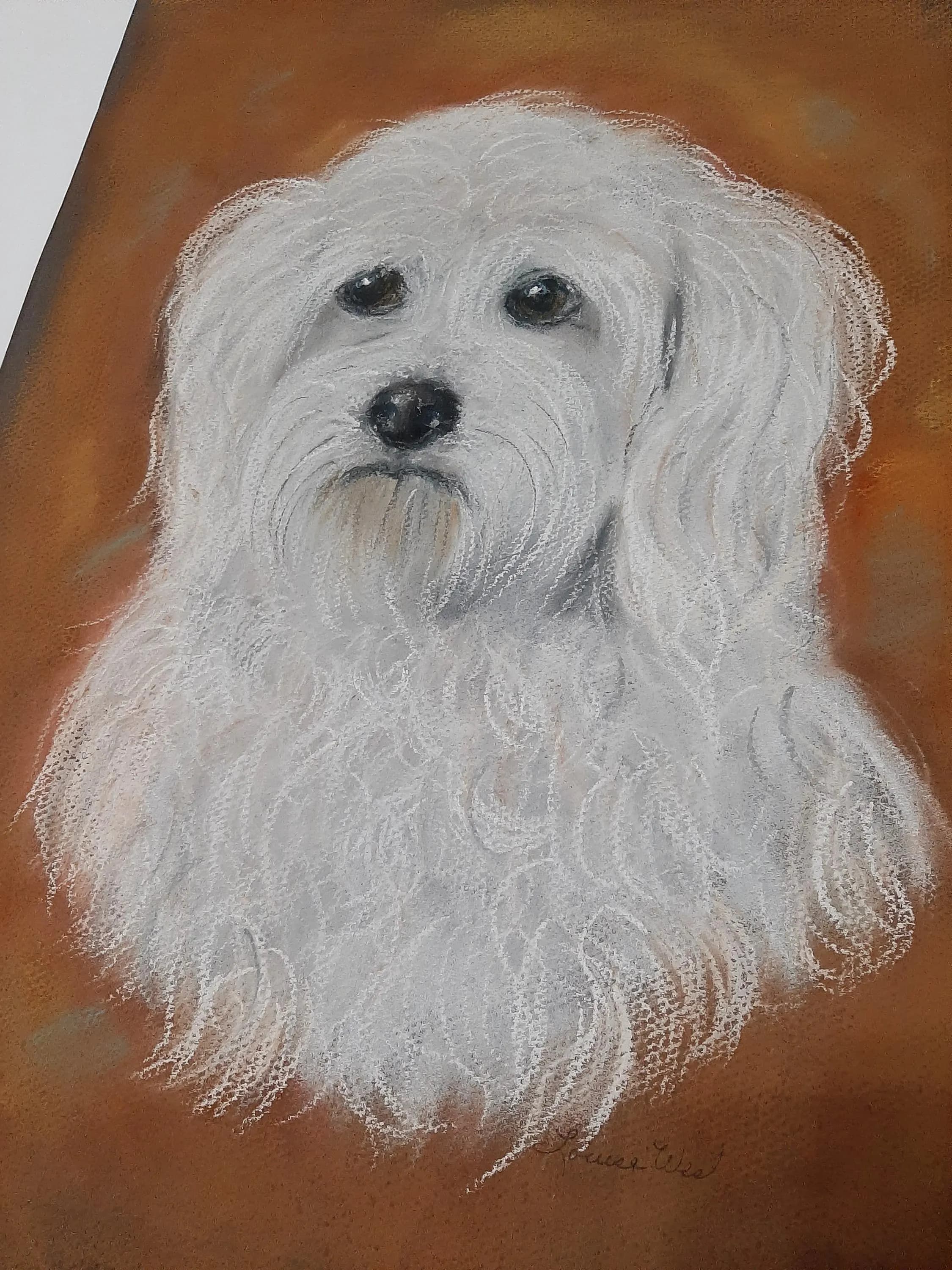 Sad White Shaggy Dog Bichon Frise Original Pastel Drawing Signed Louise West 12 x 18 Inches Unframed - image 4