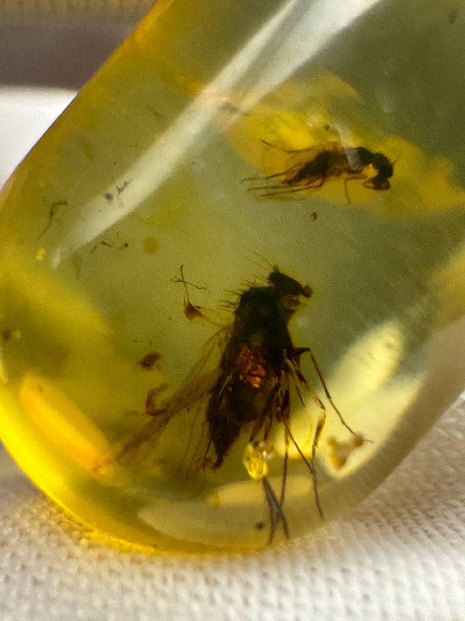 Baltic Amber Stone: Fossilized Resin with Two Insect Inclusions - image 3