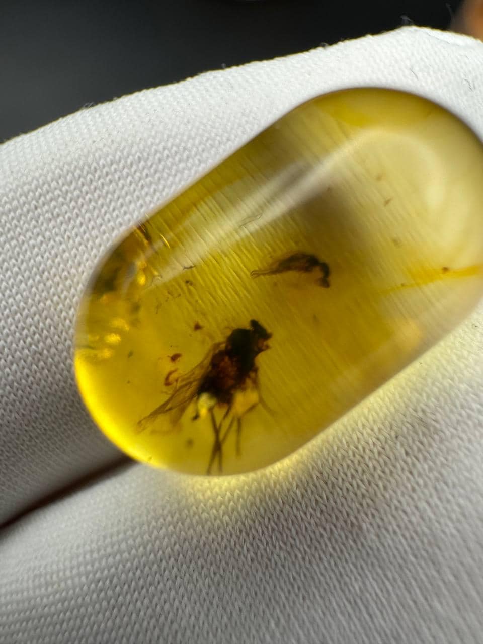 Baltic Amber Stone: Fossilized Resin with Two Insect Inclusions - image 5