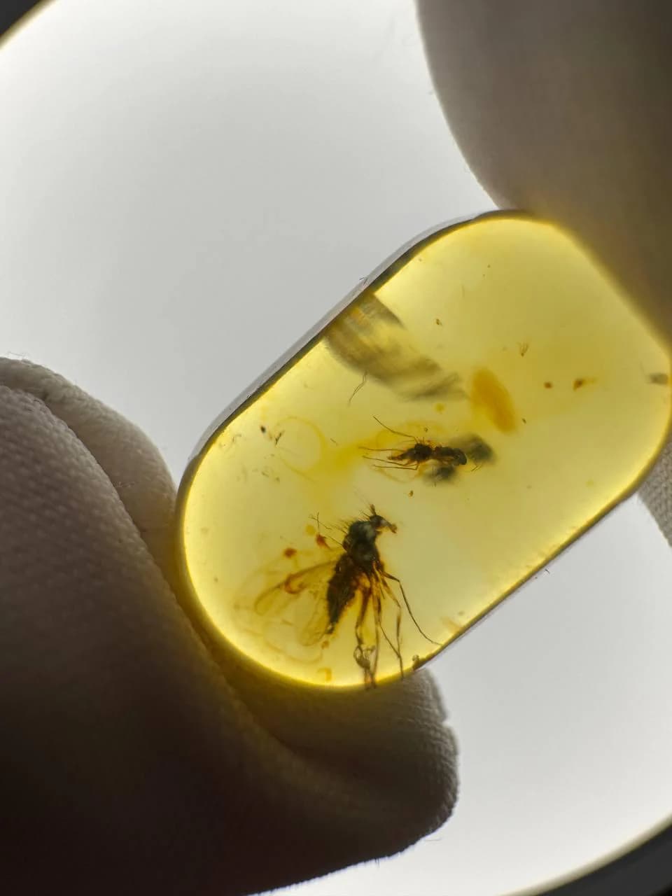 Baltic Amber Stone: Fossilized Resin with Two Insect Inclusions