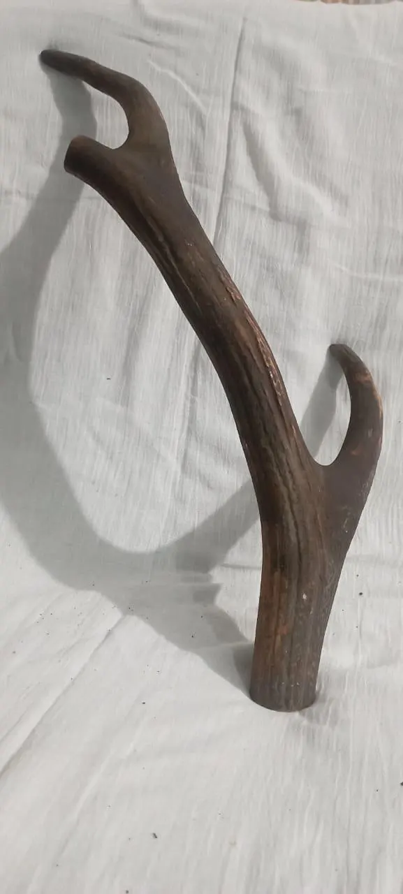 Natural Sambar Deer Antler – Rustic Decor | Craft Supply | Home Decoration | Genuine Antler Piece | Antique 1920s | Unique Organic Decor - image 3