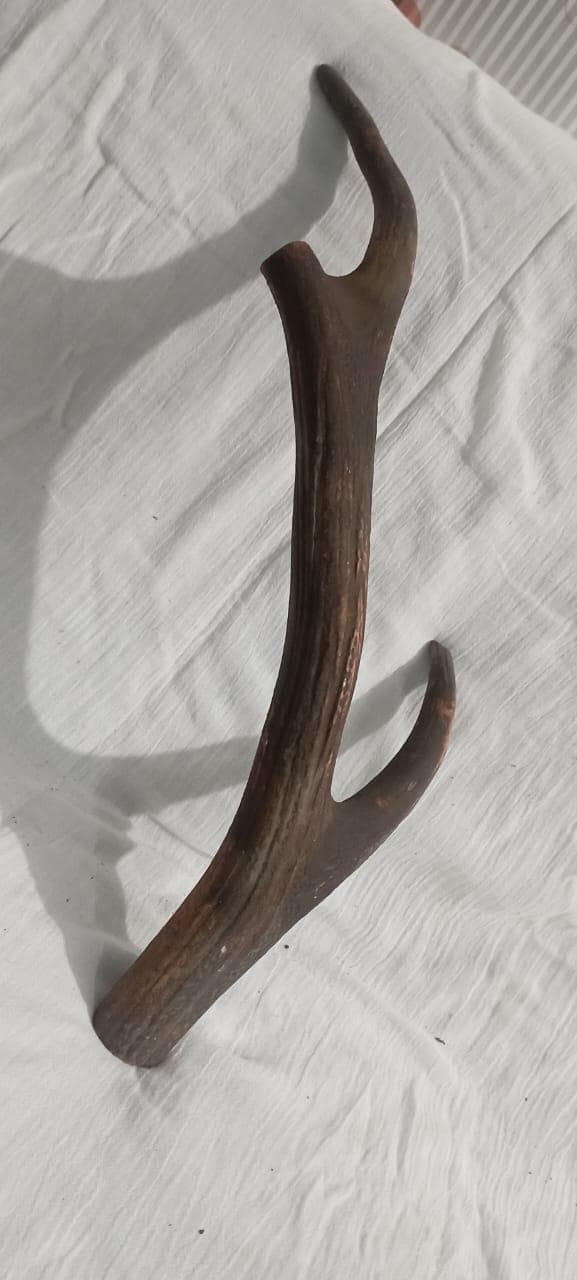 Natural Sambar Deer Antler – Rustic Decor | Craft Supply | Home Decoration | Genuine Antler Piece | Antique 1920s | Unique Organic Decor - image 5