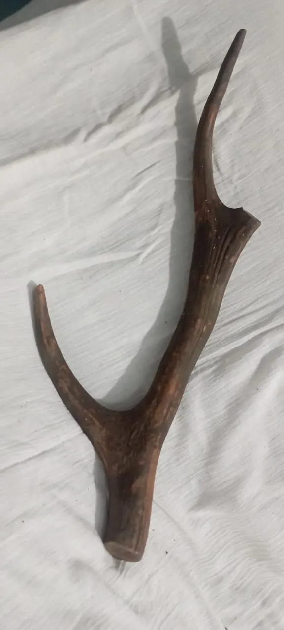 Natural Sambar Deer Antler – Rustic Decor | Craft Supply | Home Decoration | Genuine Antler Piece | Antique 1920s | Unique Organic Decor - image 2