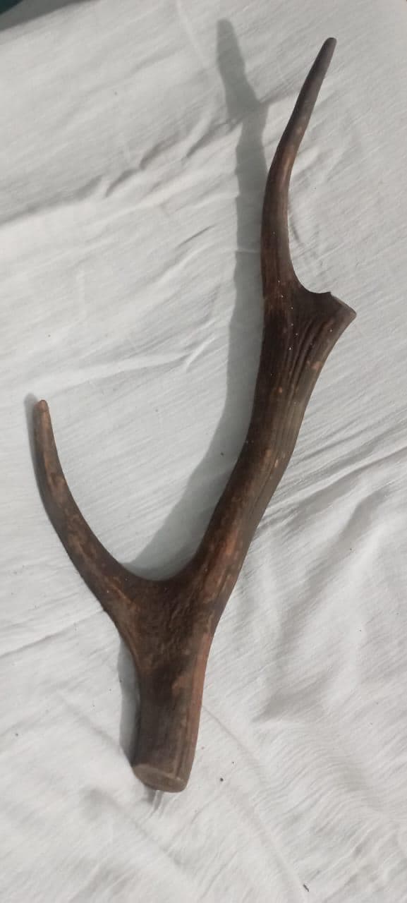 Natural Sambar Deer Antler – Rustic Decor | Craft Supply | Home Decoration | Genuine Antler Piece | Antique 1920s | Unique Organic Decor