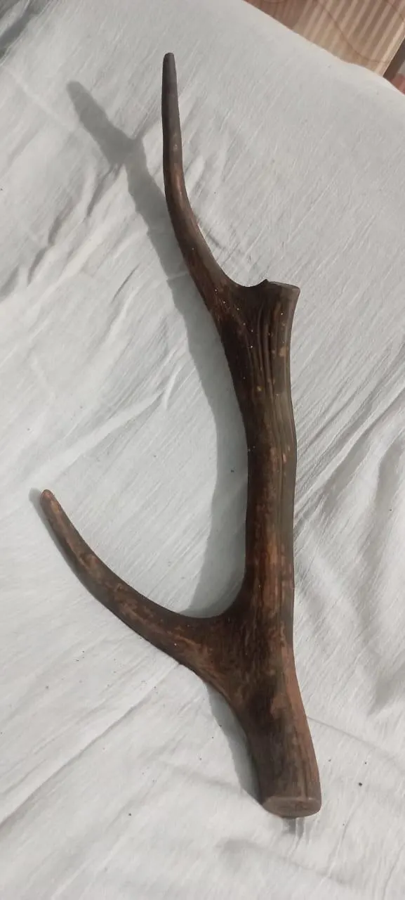 Natural Sambar Deer Antler – Rustic Decor | Craft Supply | Home Decoration | Genuine Antler Piece | Antique 1920s | Unique Organic Decor - image 4