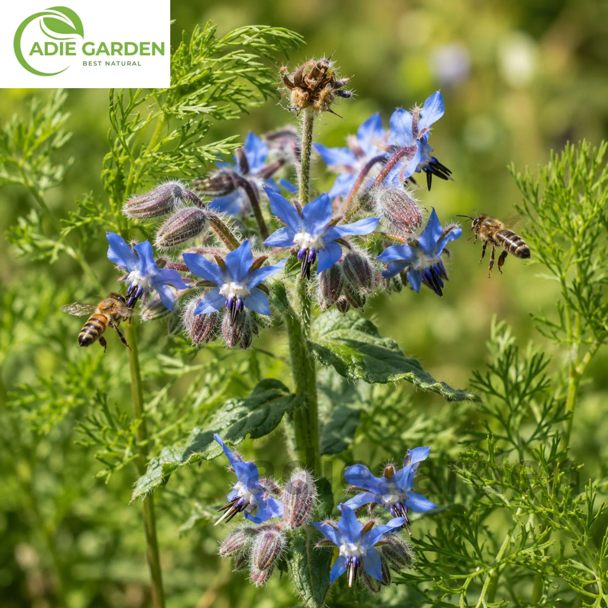 50+ Borage Seeds | Borago officinalis | Heirloom Non-GMO Herb | Blue Star Flower | Easy to Grow Garden Seeds