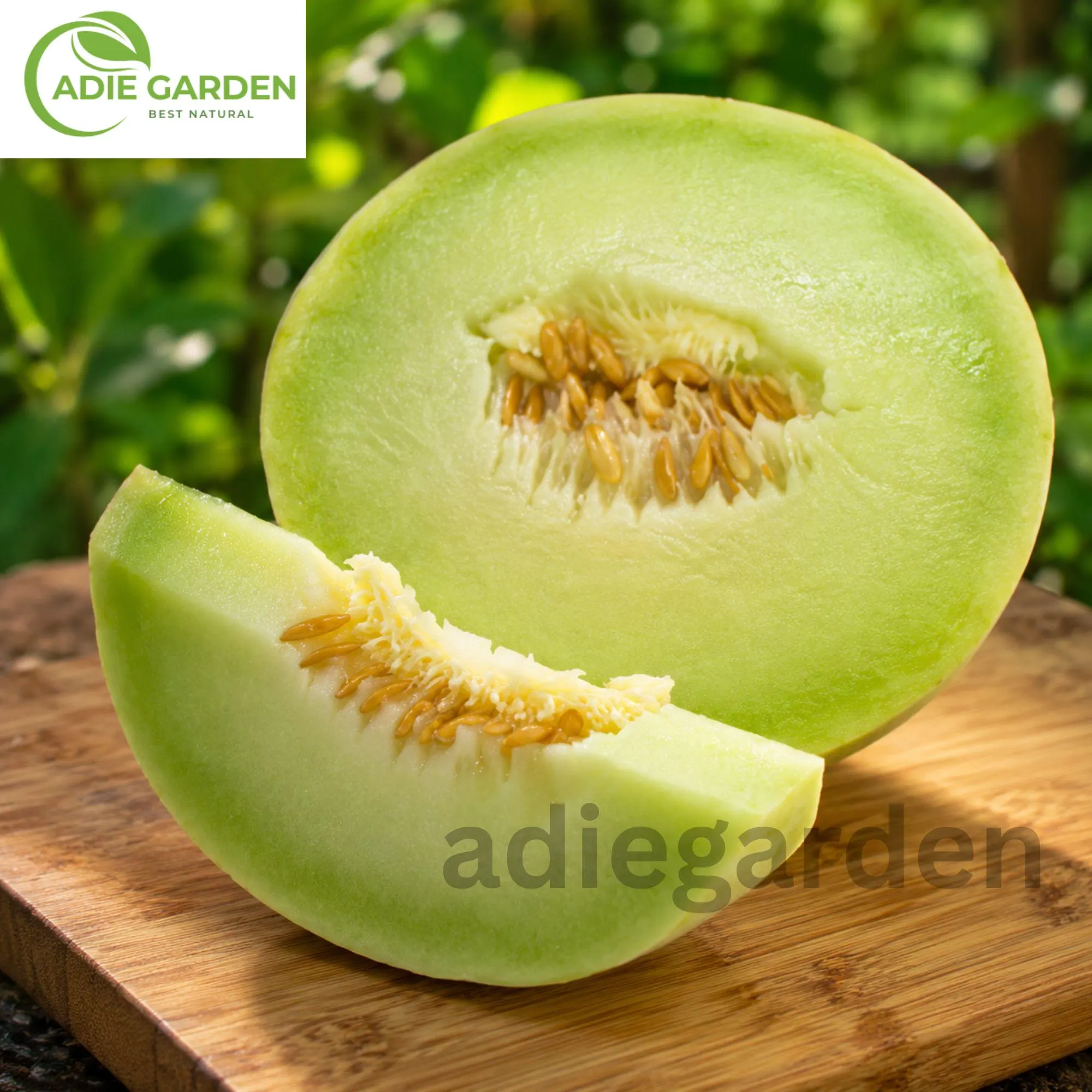 Honeydew Green Melon Seeds | Heirloom NON-GMO Melon Seeds | Sweet Juicy Fruit Garden Seeds | Easy Growing Cantaloupe Family Plant