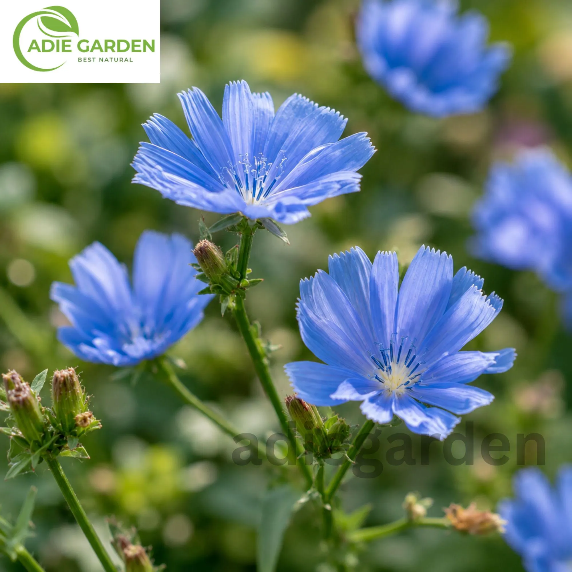 500 Chicory Seeds | Heirloom Blue Chicory Herb | Perennial Edible Flower | Coffee Substitute Plant | NON-GMO Garden Seeds