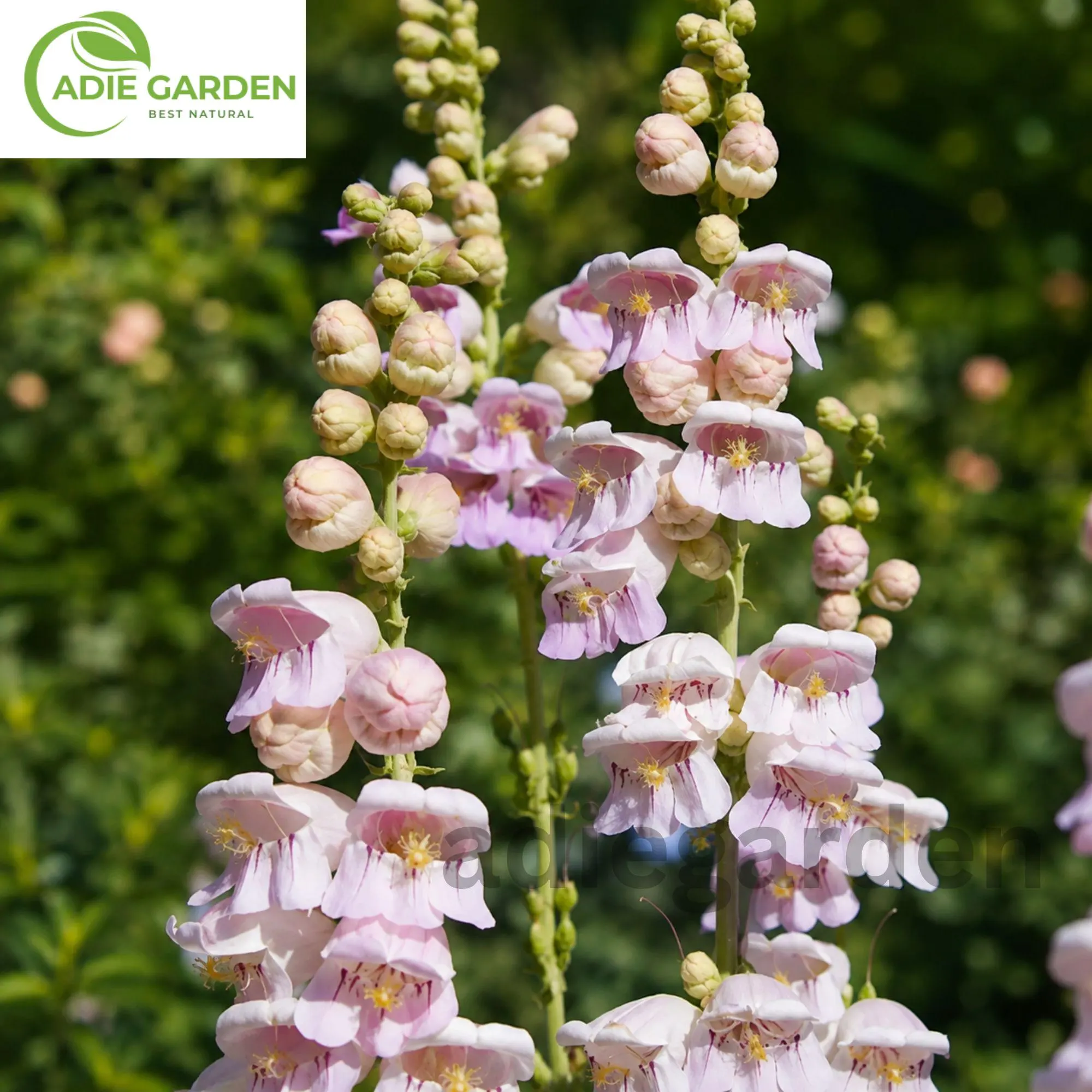 200+ Palmer's Penstemon Seeds | Penstemon palmeri | Beardtongue Perennial Wildflower | Pollinator Garden | Non-GMO