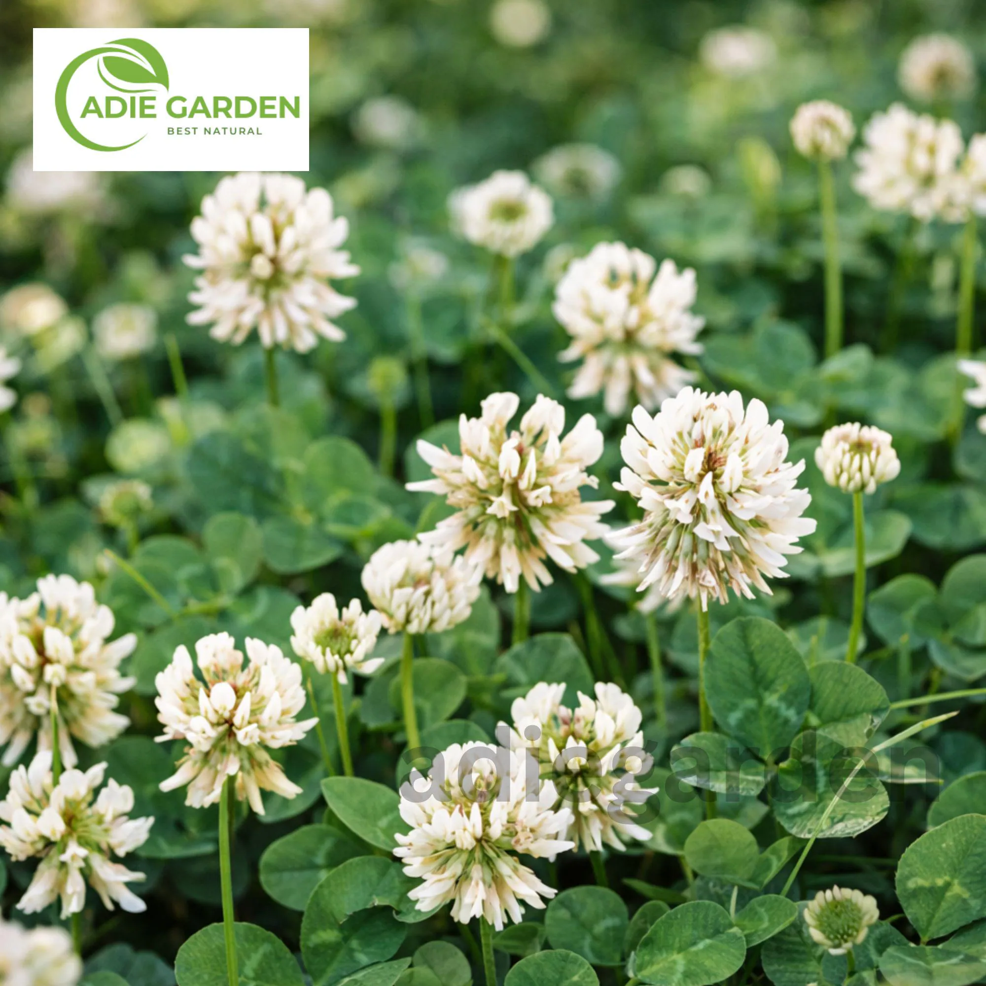 White Dutch Clover Seeds Trifolium Repens, Heirloom Non GMO Cover Crop Seeds, Perennial Clover Lawn Ground Cover Plant