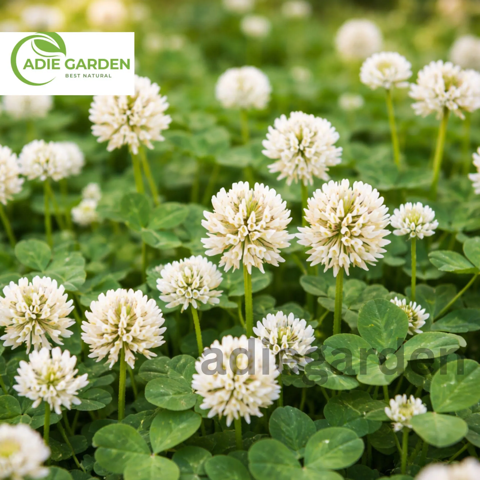 White Dutch Clover Seeds Trifolium Repens, Heirloom Non GMO Cover Crop Seeds, Perennial Clover Lawn Ground Cover Plant
