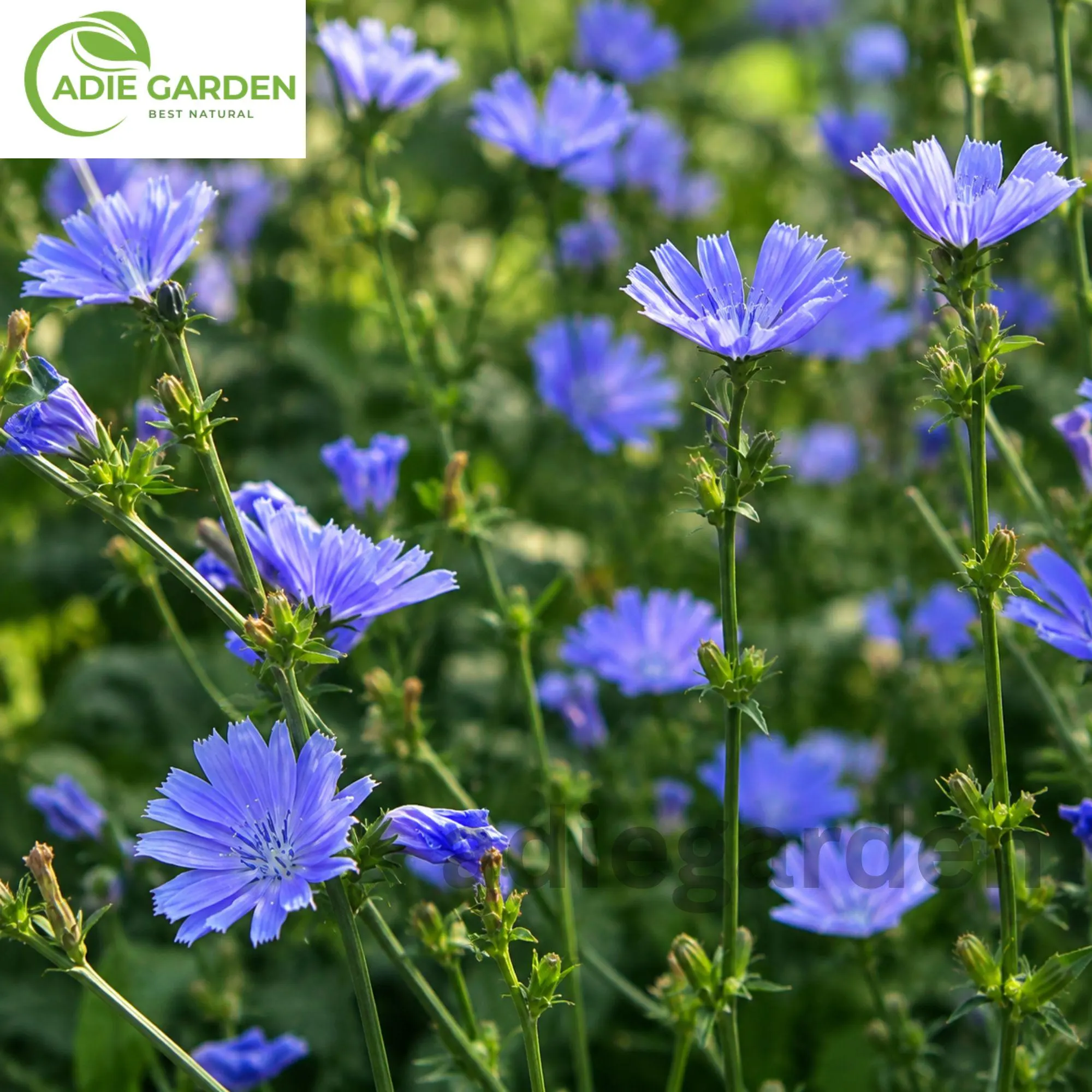 500 Chicory Seeds | Heirloom Blue Chicory Herb | Perennial Edible Flower | Coffee Substitute Plant | NON-GMO Garden Seeds