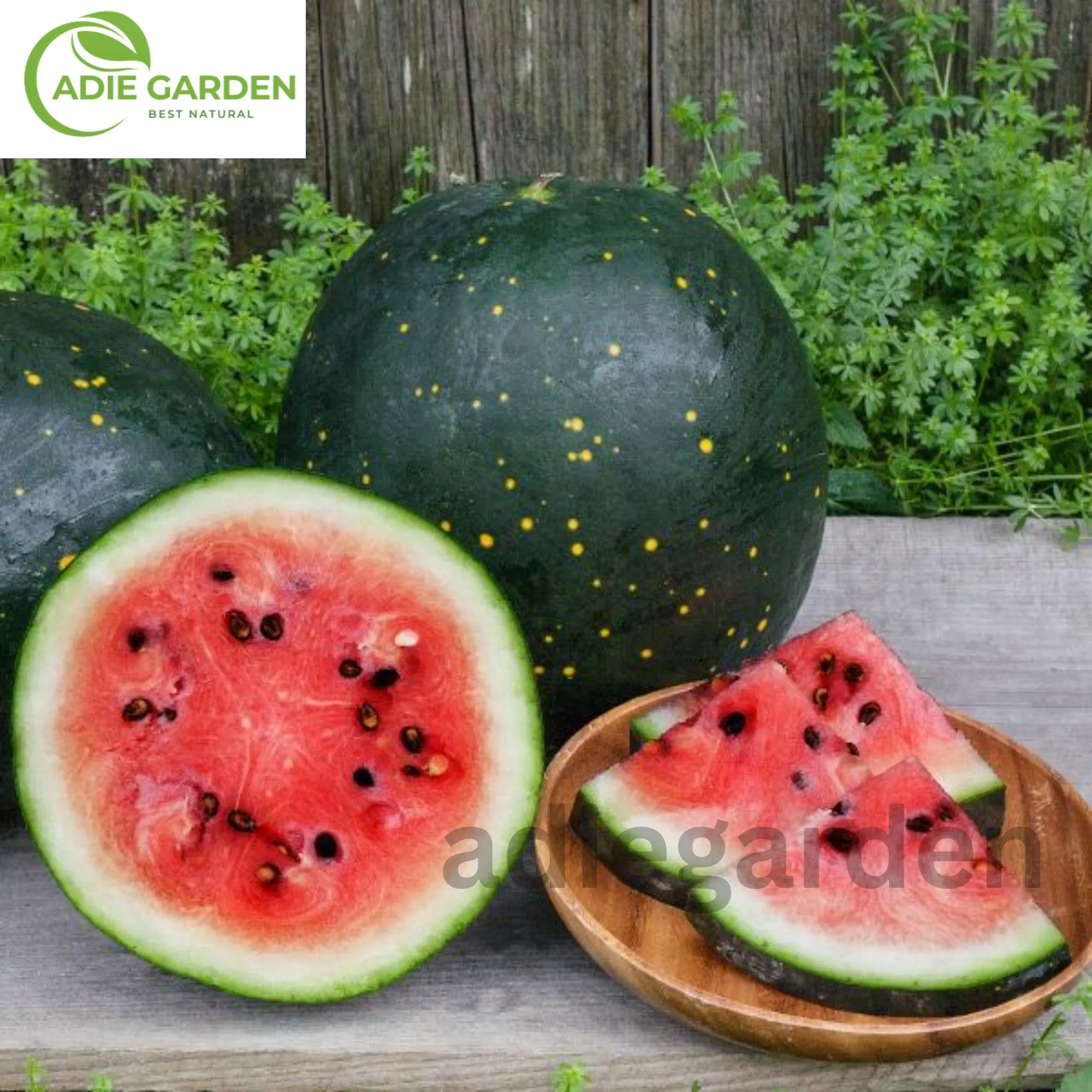 20 Moon and Stars Red Cherokee Watermelon Seeds | Heirloom Non-GMO | Sweet Red Flesh | Summer Garden Fruit Seeds