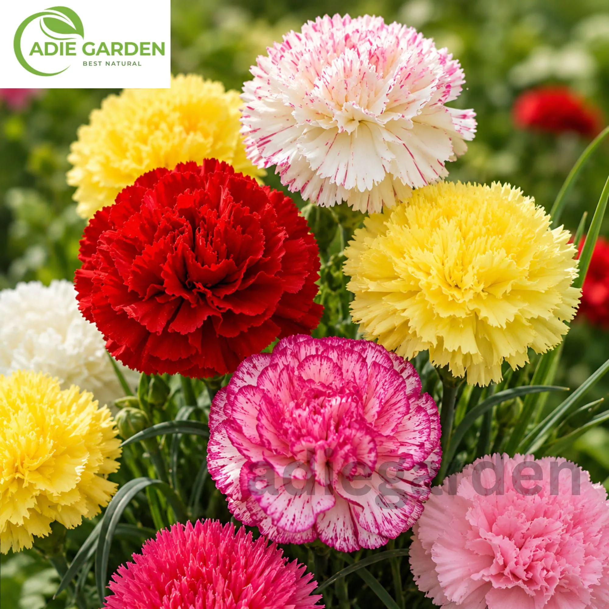 600+ Double Mix Carnation Seeds | Dianthus Flower Seeds | Heirloom Perennial | Non-GMO Colorful Garden Blooms | Easy to Grow