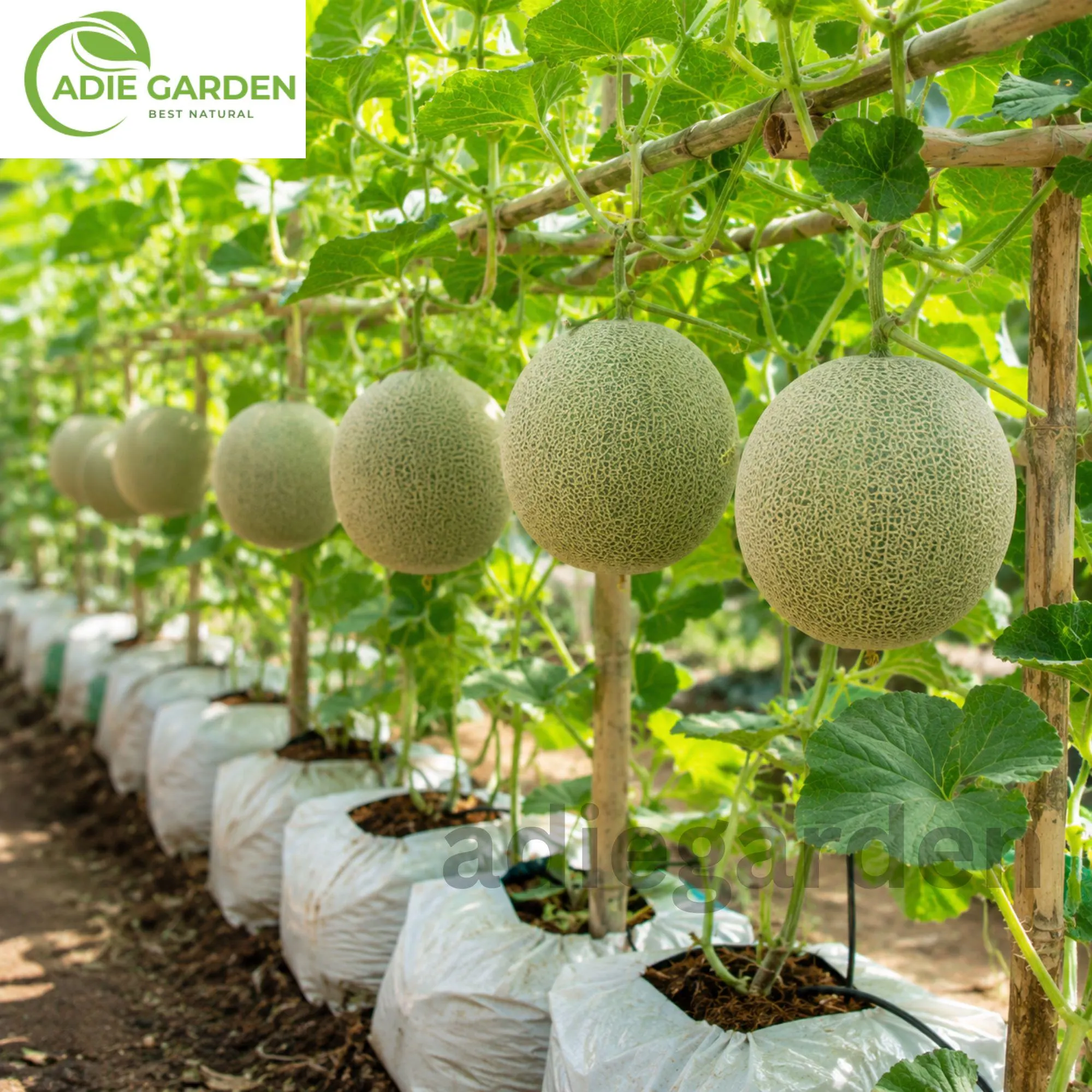 Honeydew Green Melon Seeds | Heirloom NON-GMO Melon Seeds | Sweet Juicy Fruit Garden Seeds | Easy Growing Cantaloupe Family Plant