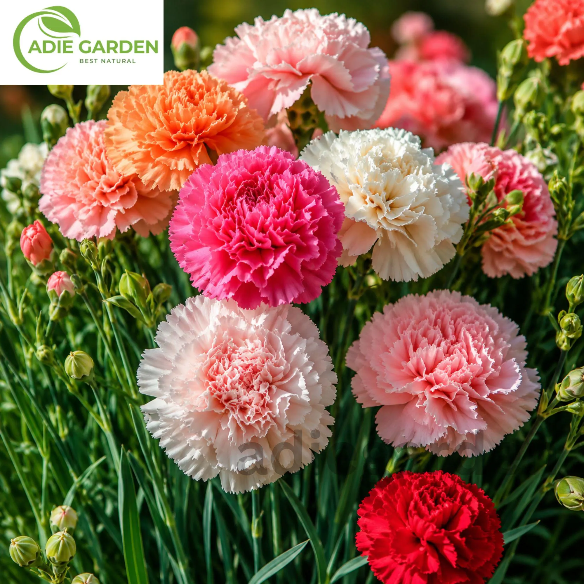 600+ Double Mix Carnation Seeds | Dianthus Flower Seeds | Heirloom Perennial | Non-GMO Colorful Garden Blooms | Easy to Grow