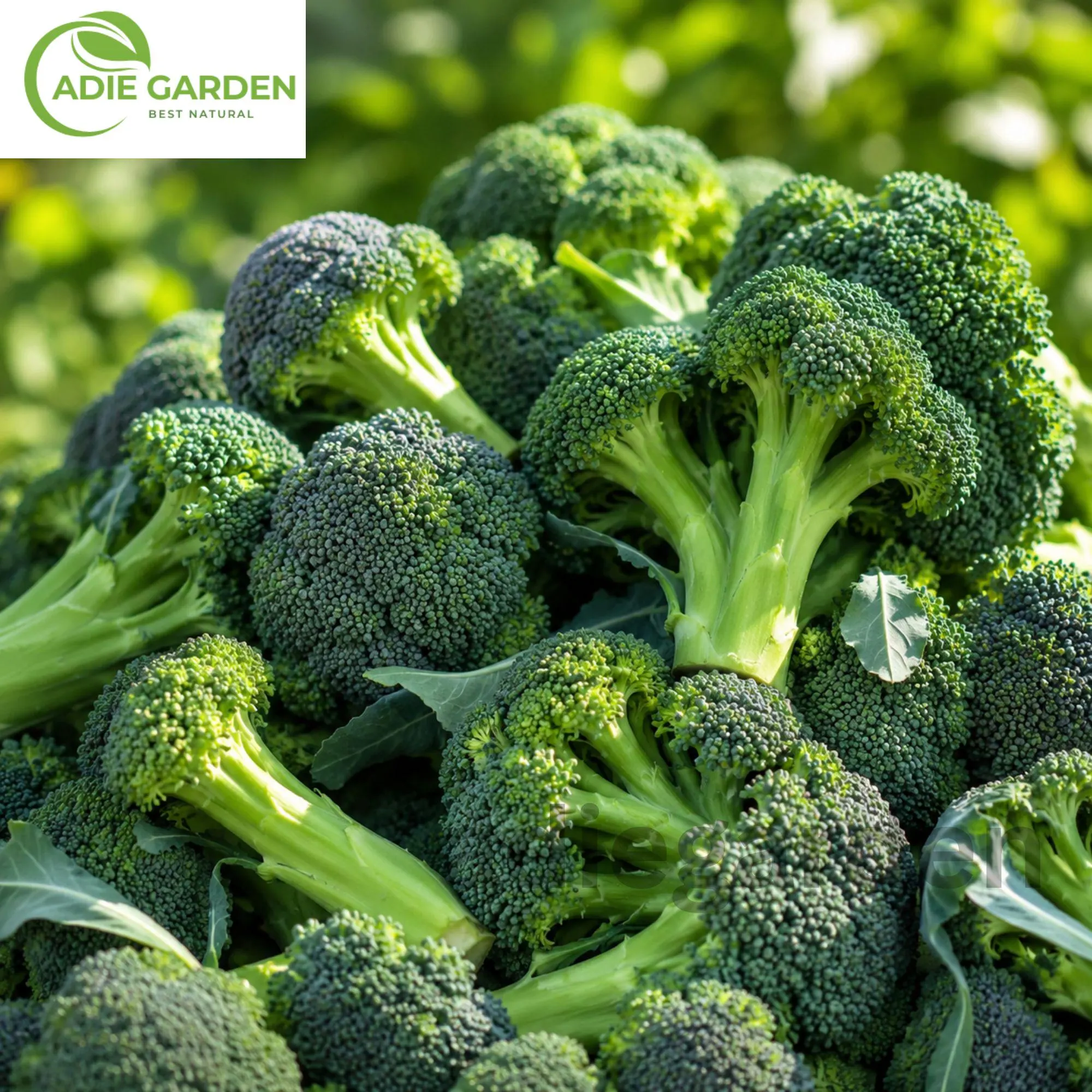 Waltham 29 Broccoli Seeds Heirloom Non-GMO Brassica Garden Vegetable Seeds