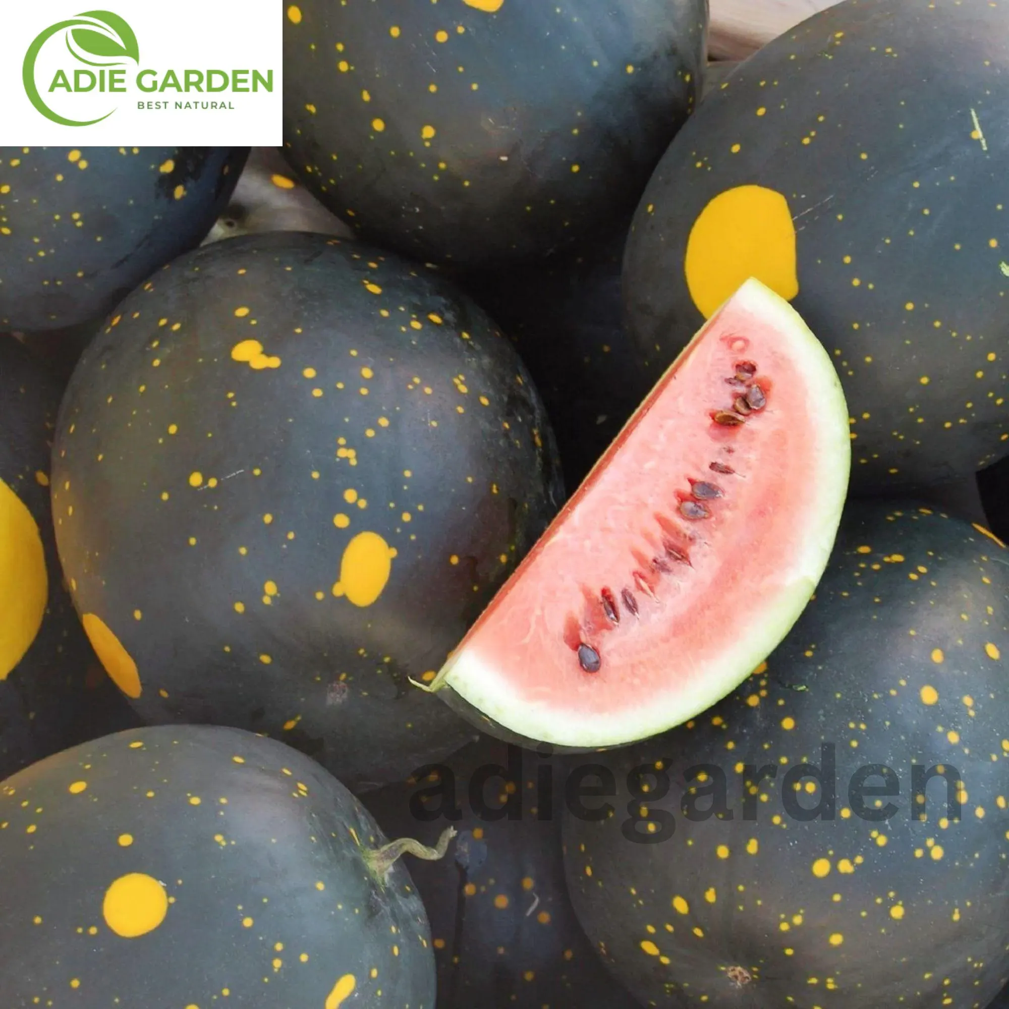 20 Moon and Stars Red Cherokee Watermelon Seeds | Heirloom Non-GMO | Sweet Red Flesh | Summer Garden Fruit Seeds