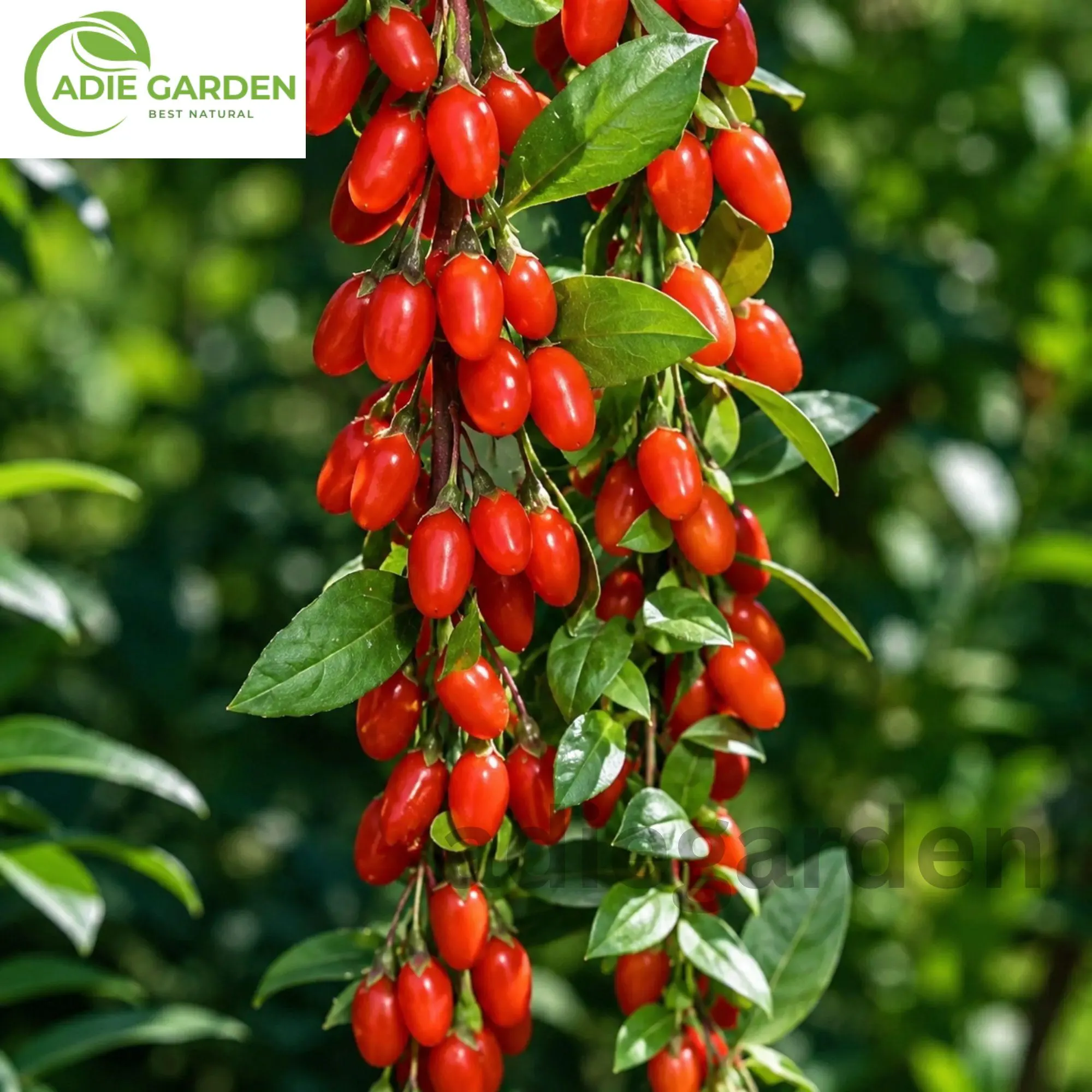 50 Goji Berry Seeds | Chinese Wolfberry Lycium barbarum | Heirloom Non-GMO Perennial Fruit Shrub | Cold Hardy Garden Seeds