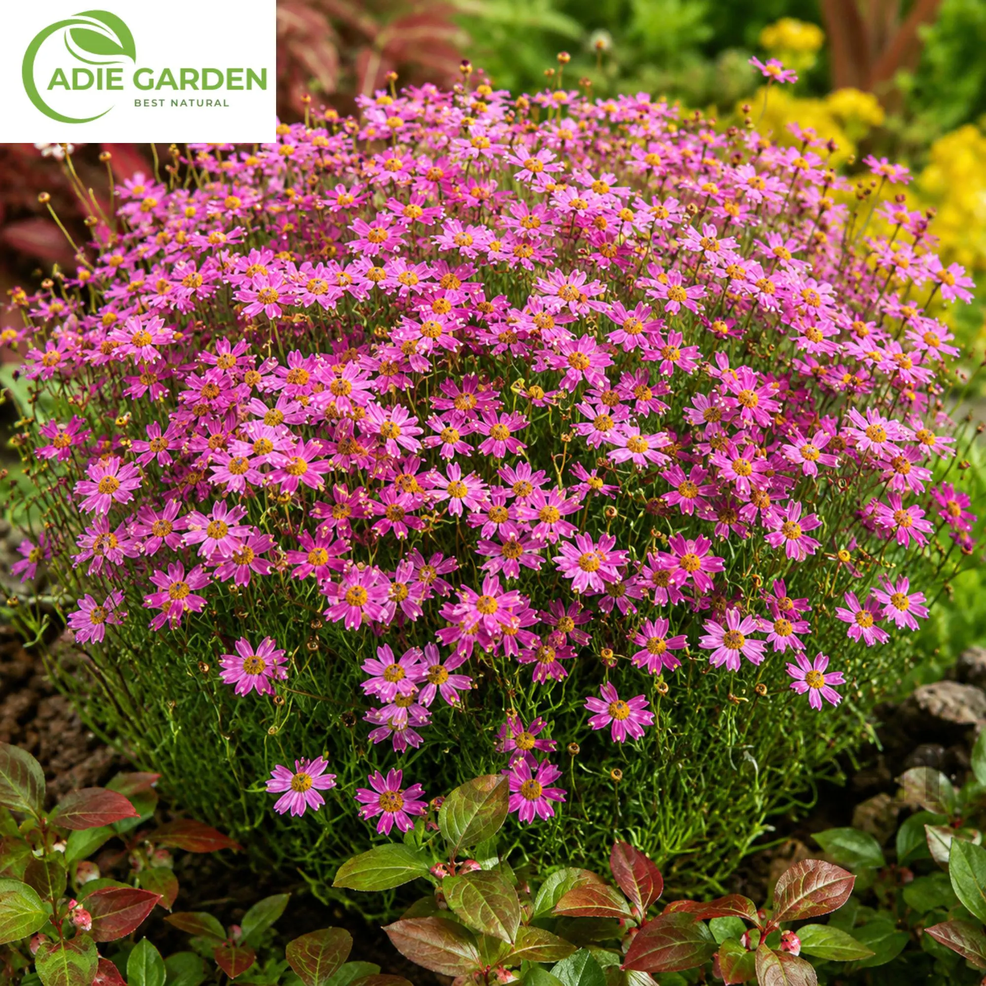 500 Coreopsis Rosea Seeds | Pink Tickseed Flower Seeds | Heirloom Daisy Blooms | Easy to Grow Garden Flowers | Full Sun