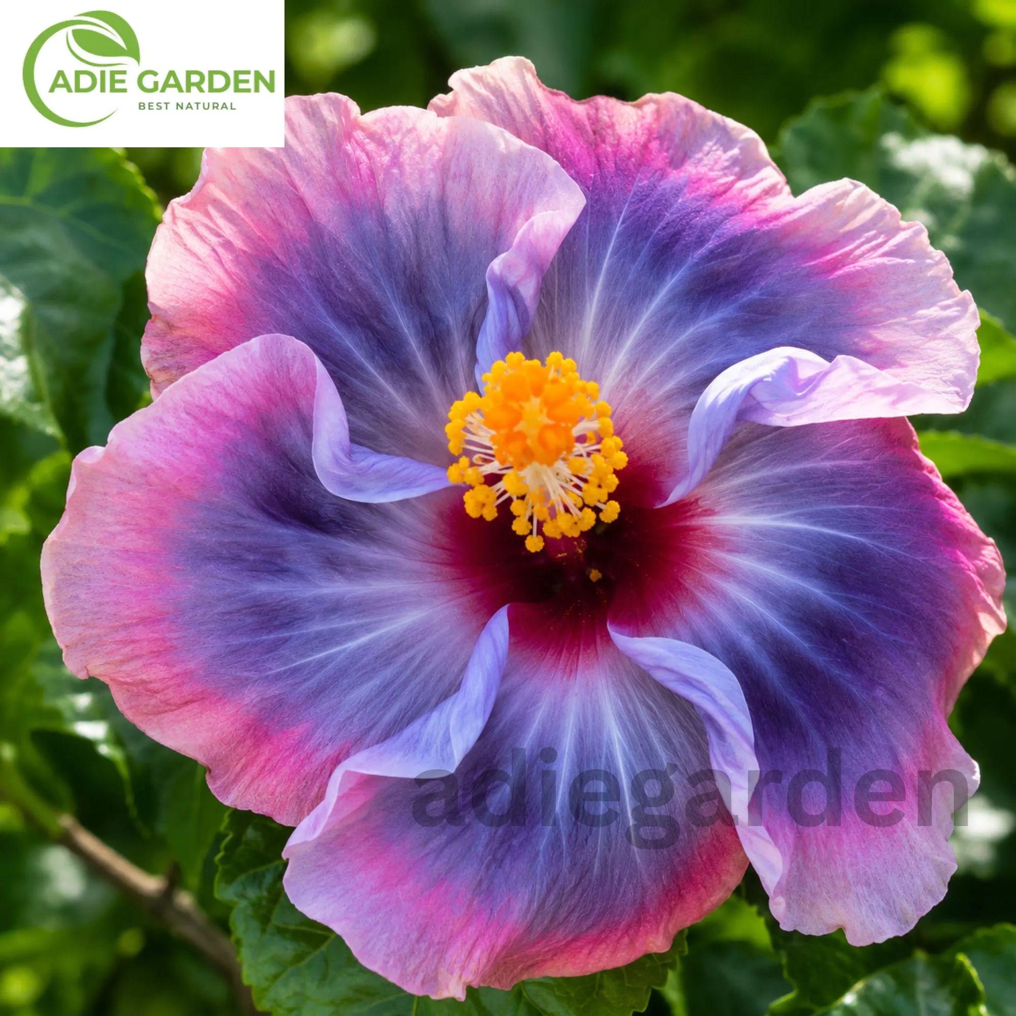 30 Blue Hibiscus Seeds | Rare Non-GMO Heirloom Flower Seeds | Tropical Perennial Garden Plant | Exotic Blue Bloom Hibiscus