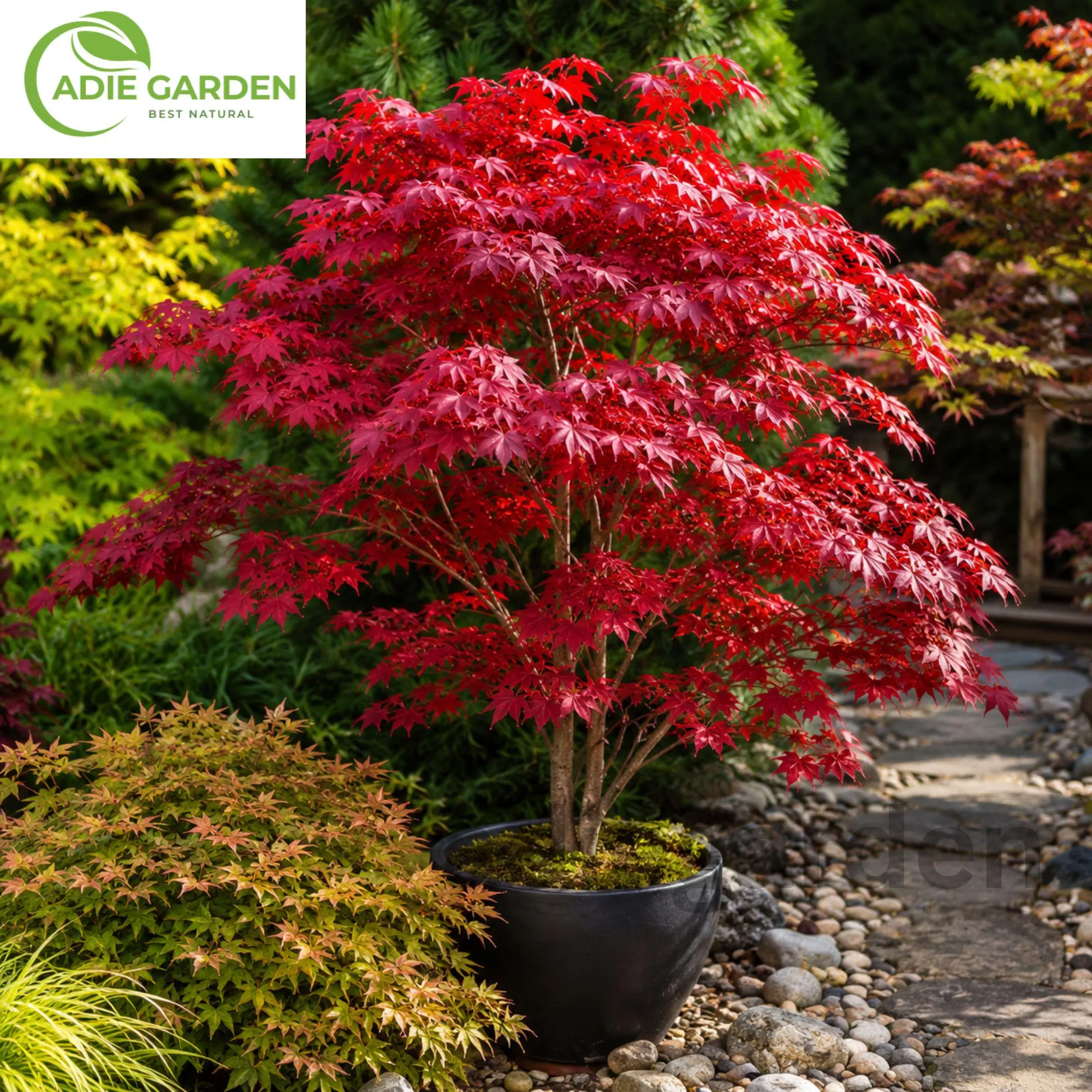 50 Japanese Red Maple Seeds Acer Palmatum Heirloom Ornamental Tree Seeds for Garden
