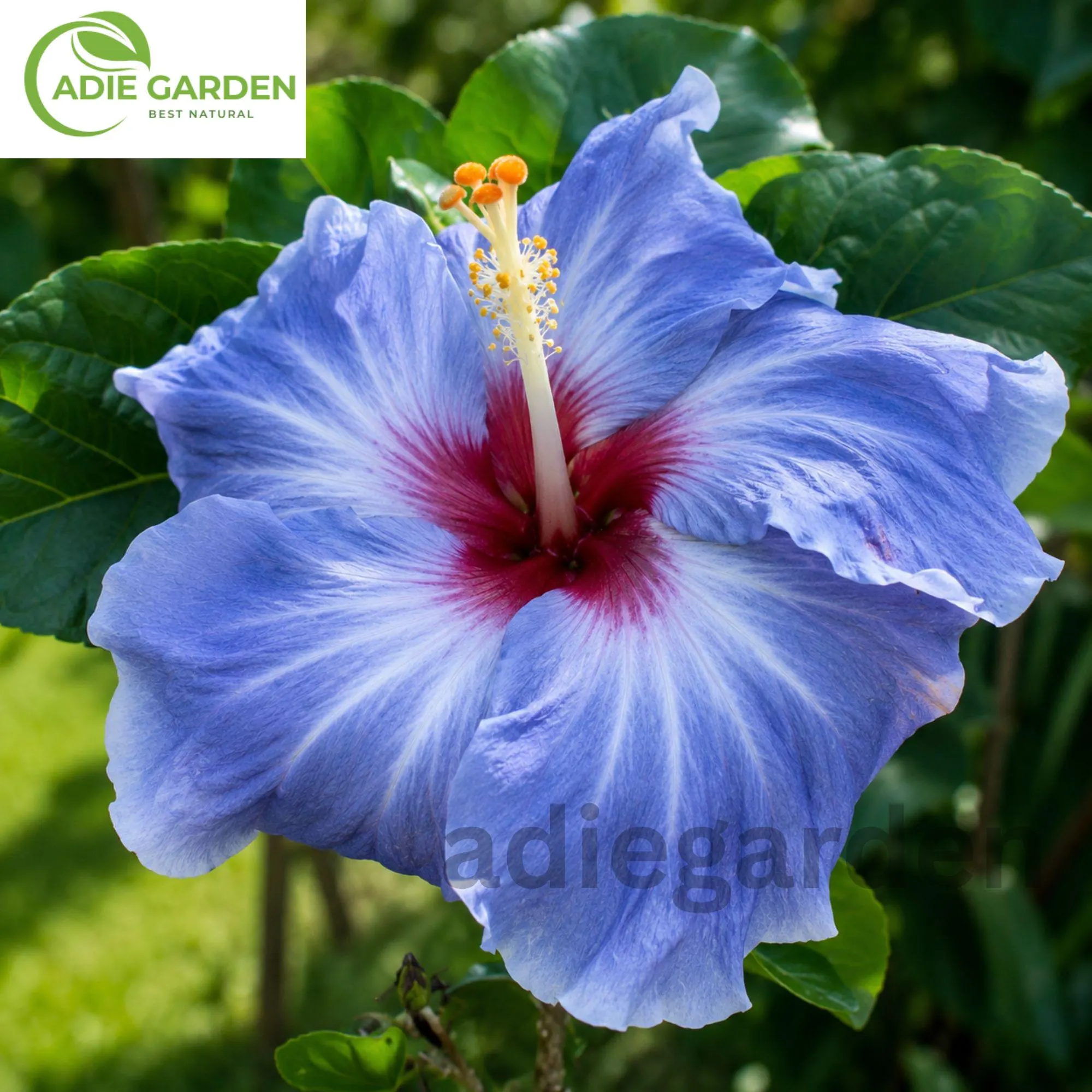 30 Blue Hibiscus Seeds | Rare Non-GMO Heirloom Flower Seeds | Tropical Perennial Garden Plant | Exotic Blue Bloom Hibiscus