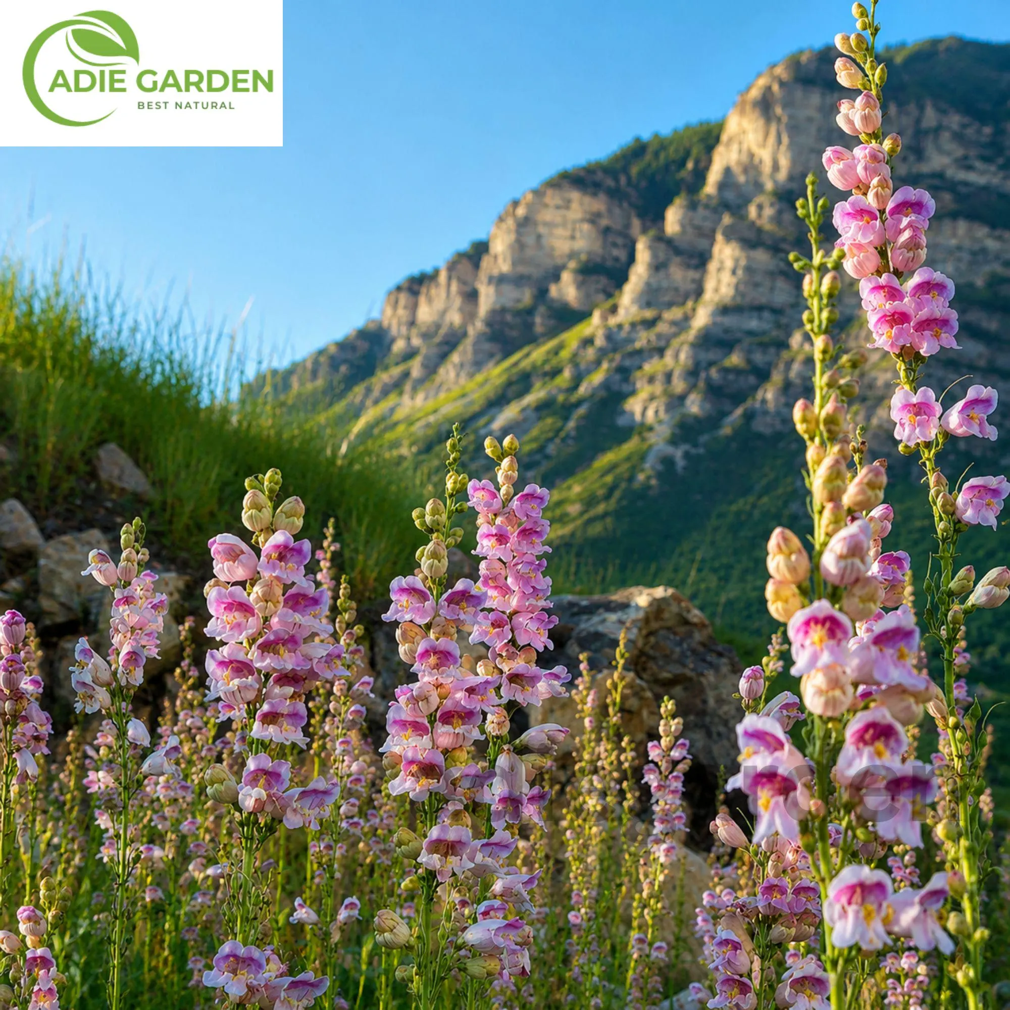 200+ Palmer's Penstemon Seeds | Penstemon palmeri | Beardtongue Perennial Wildflower | Pollinator Garden | Non-GMO