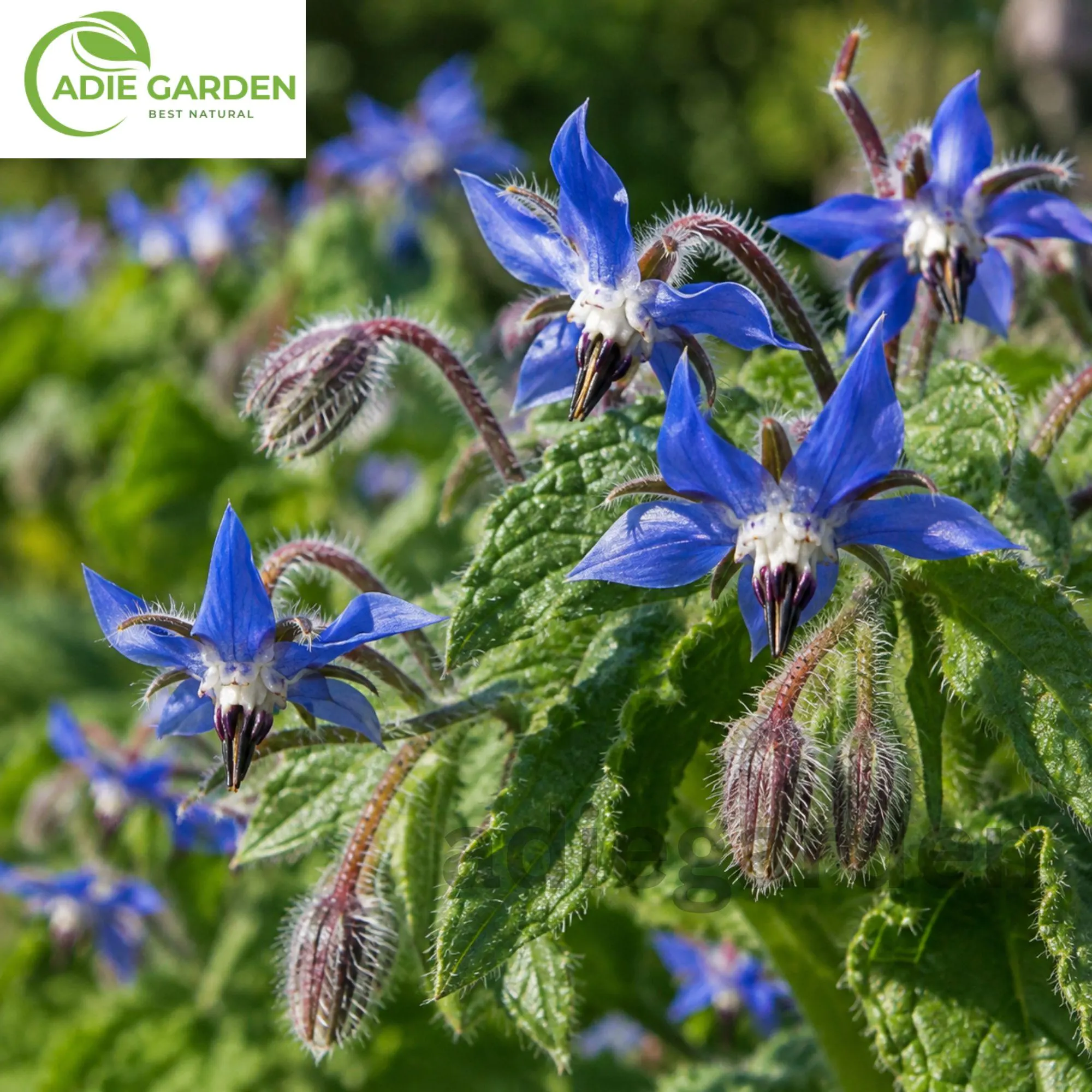50+ Borage Seeds | Borago officinalis | Heirloom Non-GMO Herb | Blue Star Flower | Easy to Grow Garden Seeds