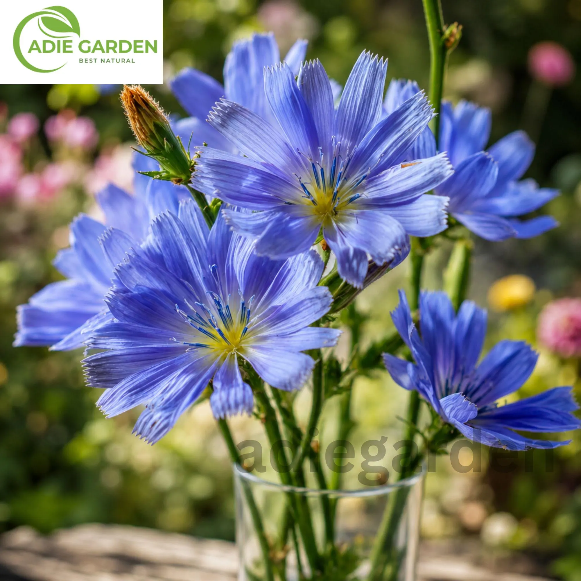 500 Chicory Seeds | Heirloom Blue Chicory Herb | Perennial Edible Flower | Coffee Substitute Plant | NON-GMO Garden Seeds