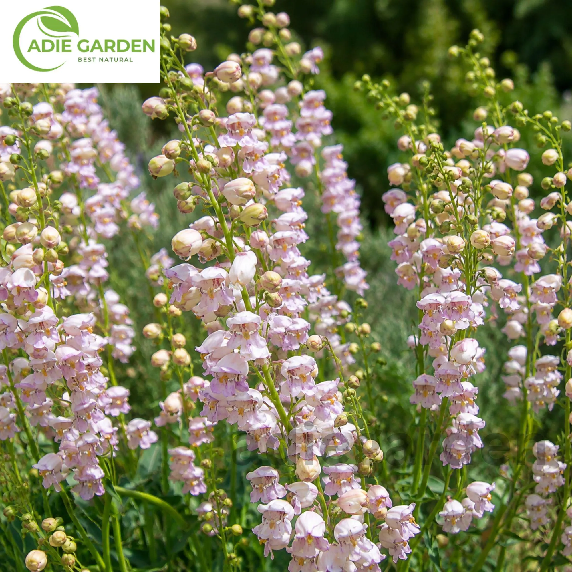 200+ Palmer's Penstemon Seeds | Penstemon palmeri | Beardtongue Perennial Wildflower | Pollinator Garden | Non-GMO