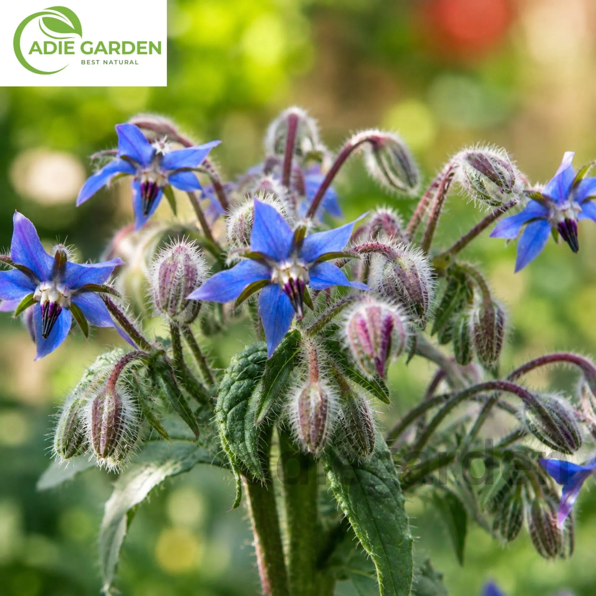 50+ Borage Seeds | Borago officinalis | Heirloom Non-GMO Herb | Blue Star Flower | Easy to Grow Garden Seeds
