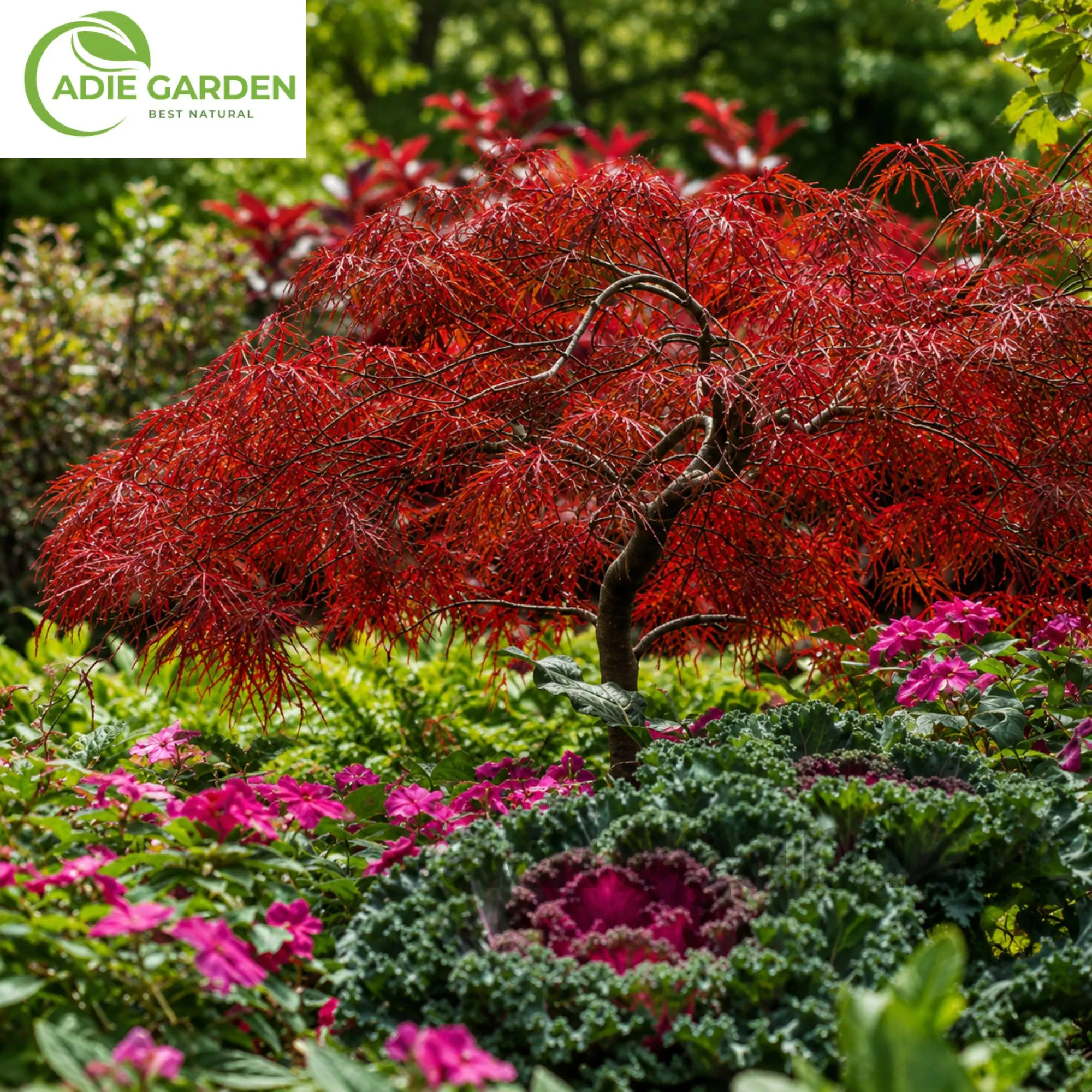 50 Japanese Red Maple Seeds Acer Palmatum Heirloom Ornamental Tree Seeds for Garden