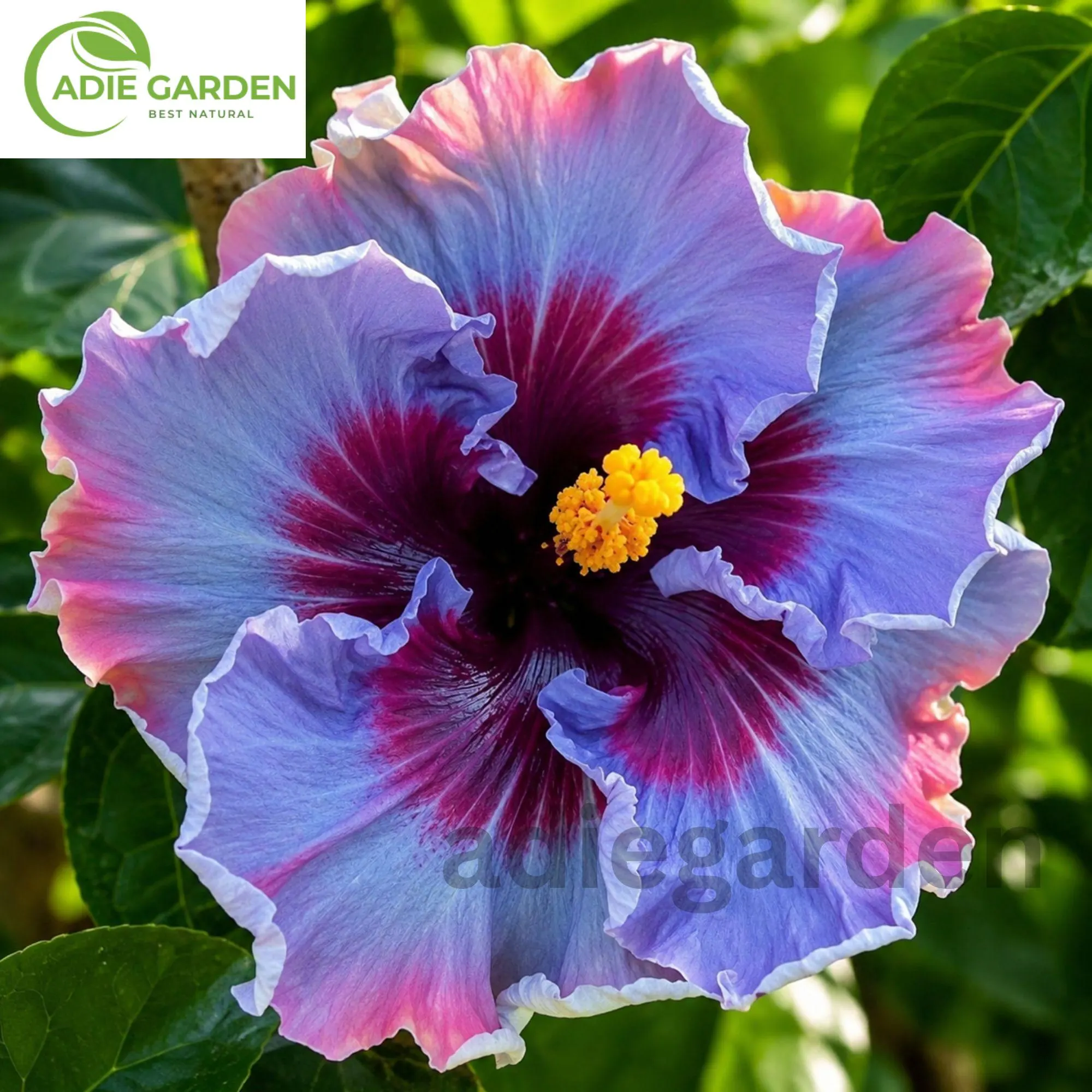 30 Blue Hibiscus Seeds | Rare Non-GMO Heirloom Flower Seeds | Tropical Perennial Garden Plant | Exotic Blue Bloom Hibiscus