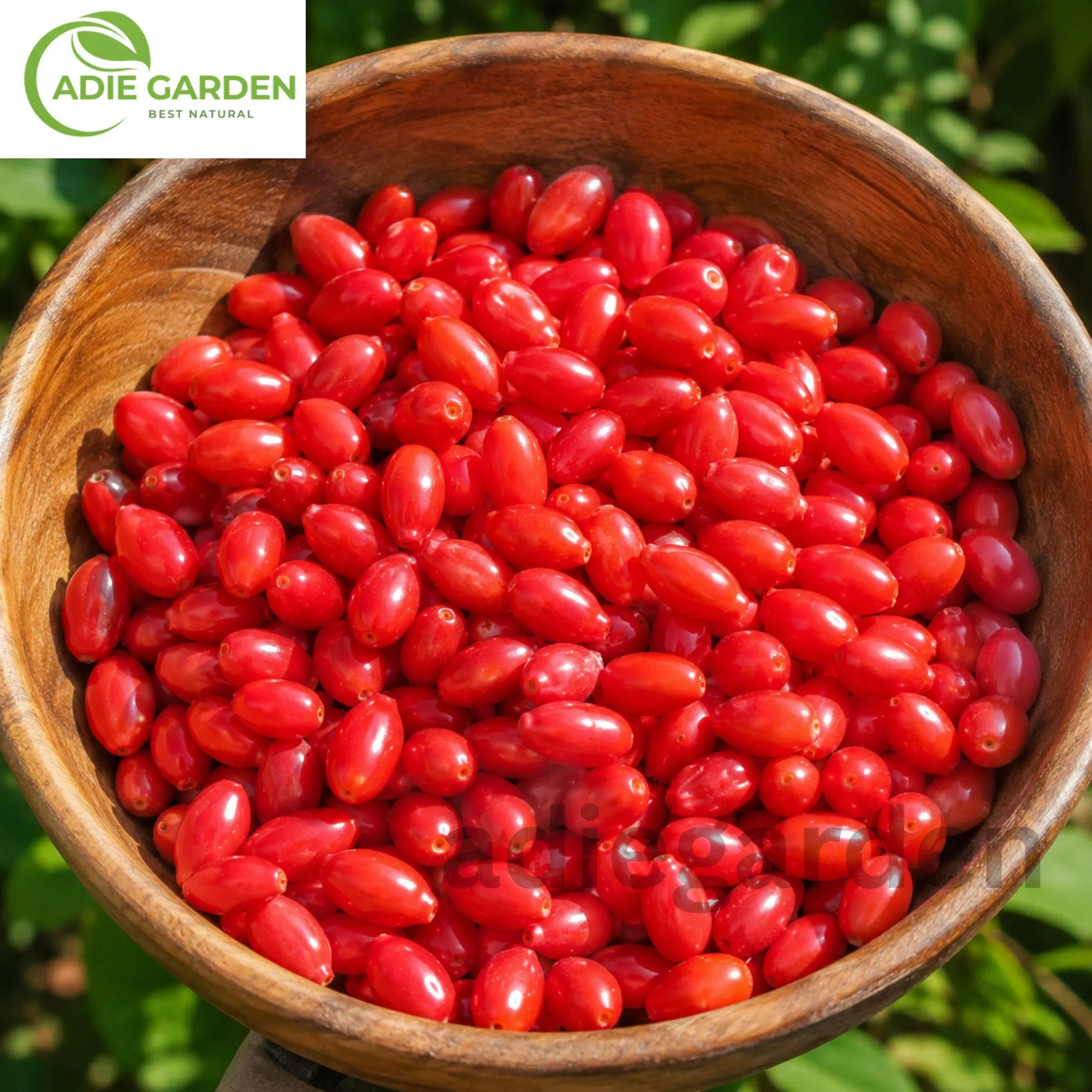 50 Goji Berry Seeds | Chinese Wolfberry Lycium barbarum | Heirloom Non-GMO Perennial Fruit Shrub | Cold Hardy Garden Seeds