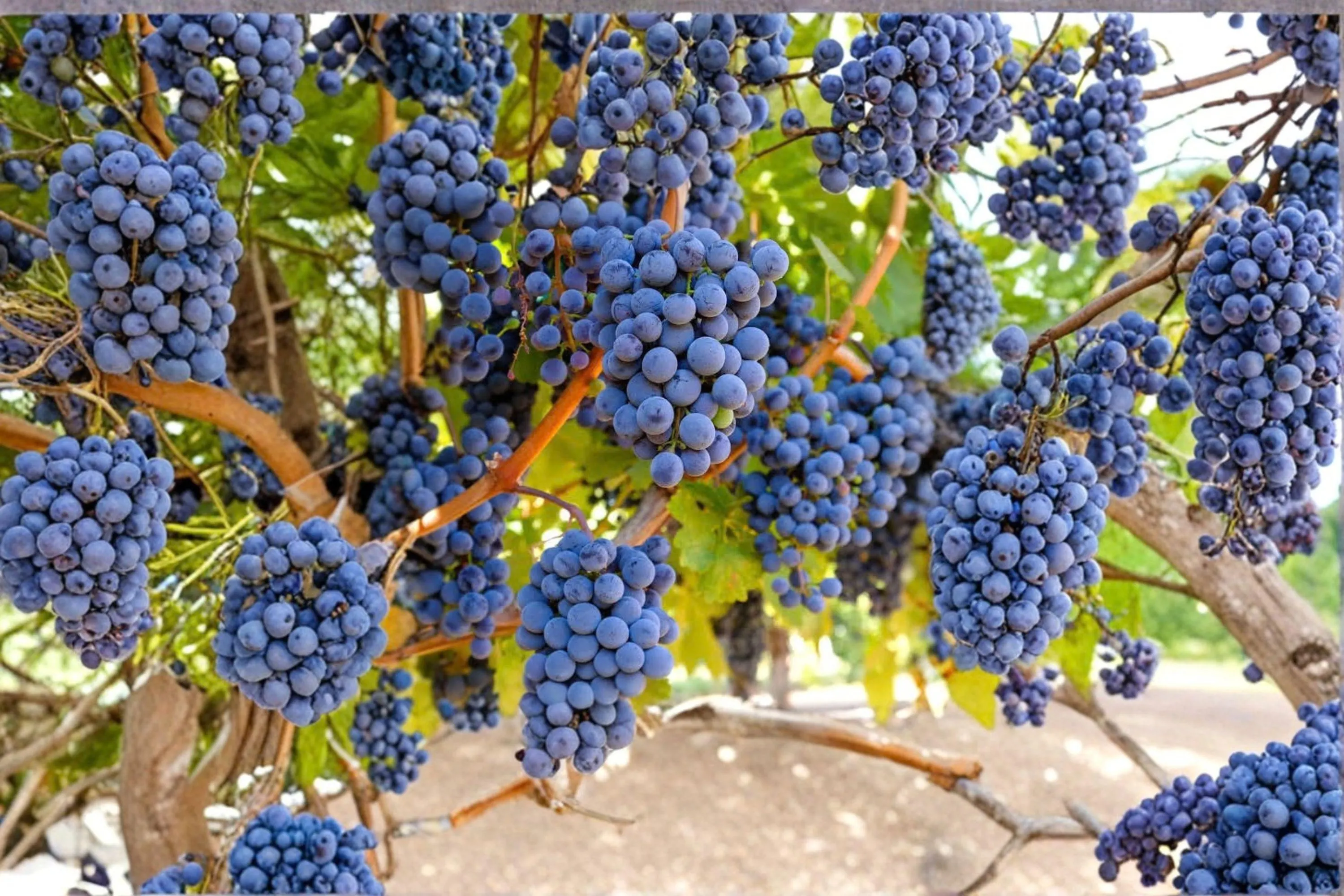 VENUS BLUE Grape Vine – 1 Gallon Live Plant | Sweet Blue Grapes for Home Garden - image 3