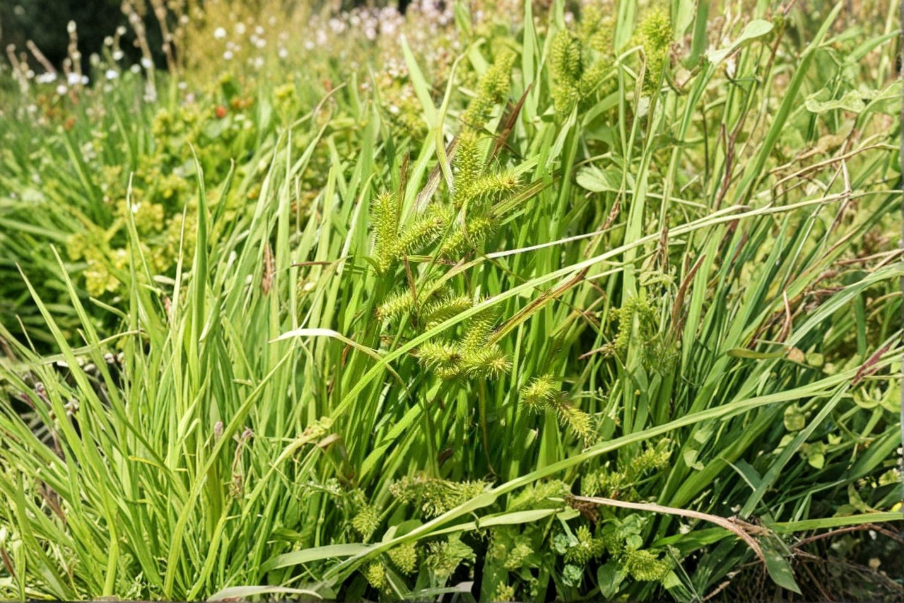 Lurid Sedge – Carex lurida | 100 Seeds | Native Wetland Sedge | Rain Garden & Pond Edge Plant - image 3