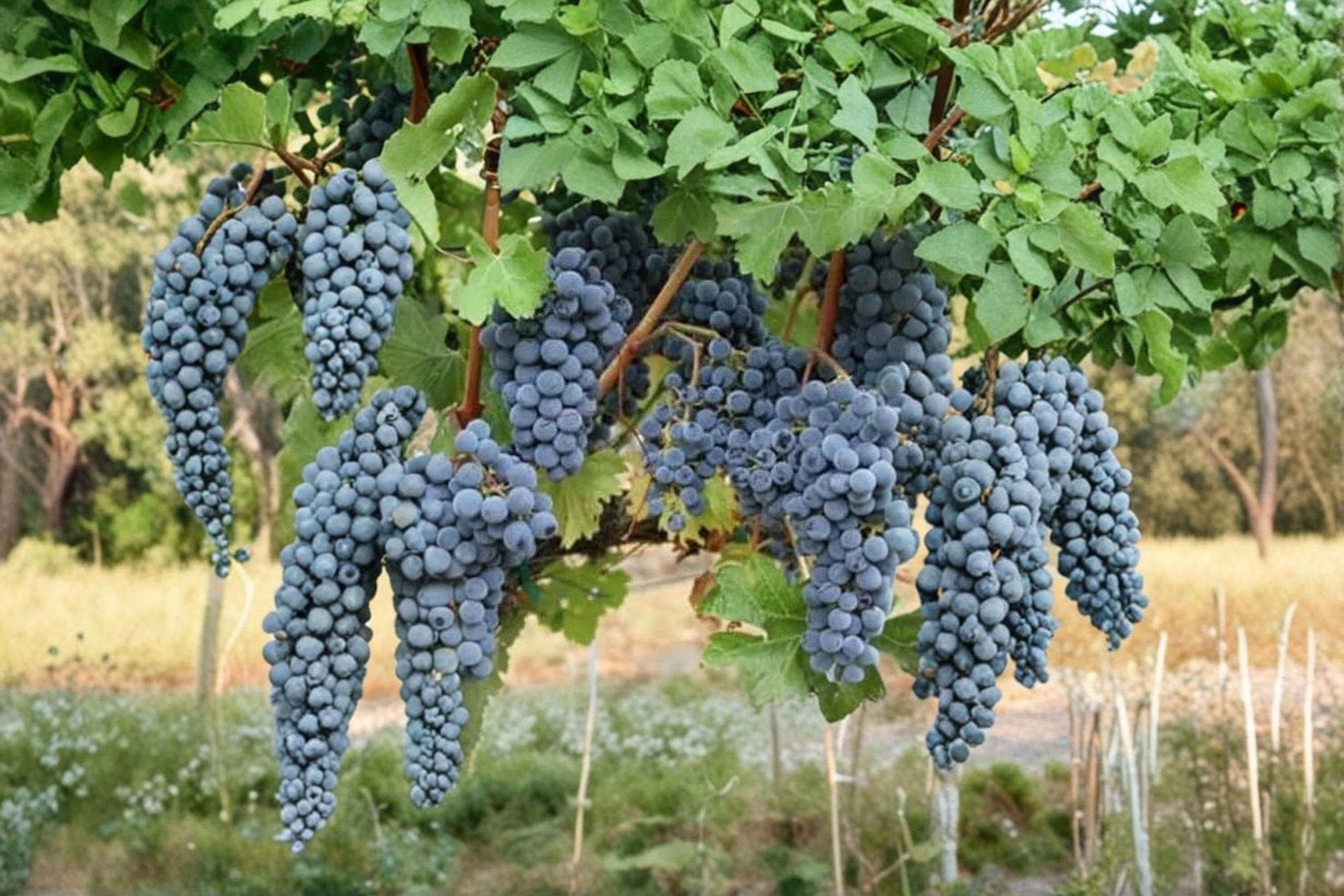 VENUS BLUE Grape Vine – 1 Gallon Live Plant | Sweet Blue Grapes for Home Garden - image 4