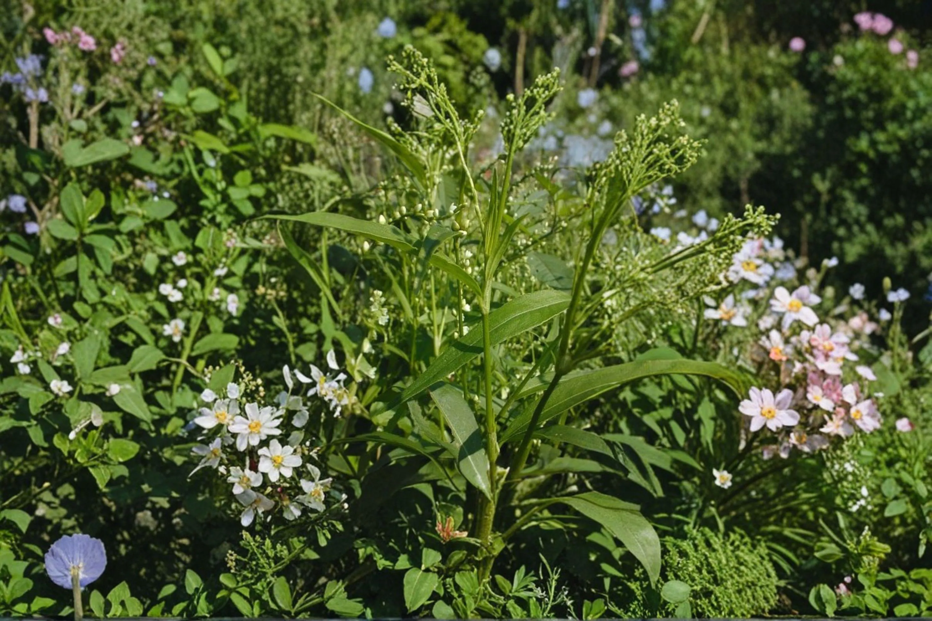 Dotted Smartweed – Persicaria punctata, Native Annual Wildflower | Moist Soil Plant (30 Seeds) - image 2