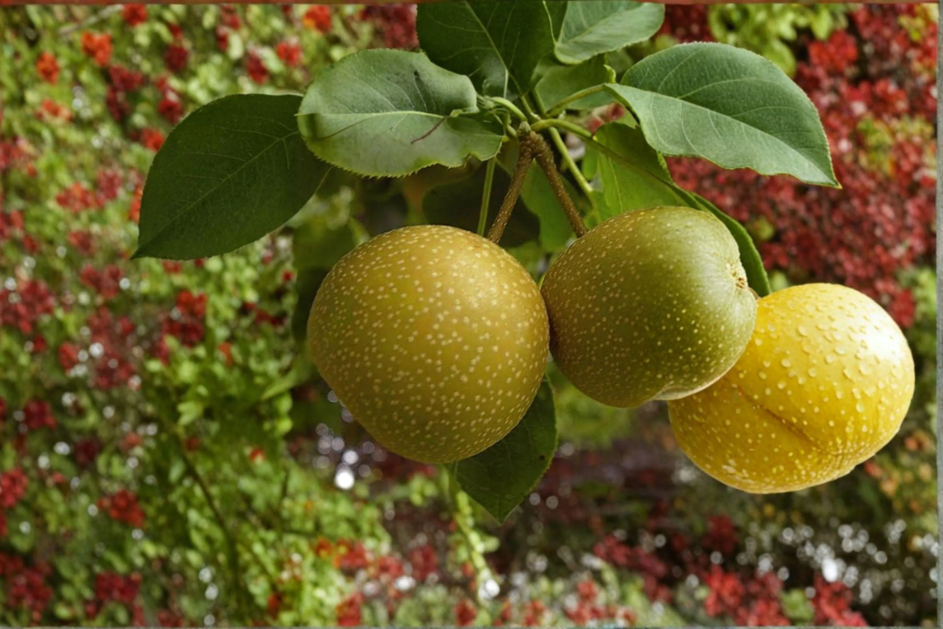 ORIENT Pear Tree – 8–9 Ft Live Plant | Sweet Juicy Fruit Tree for Orchard - image 4