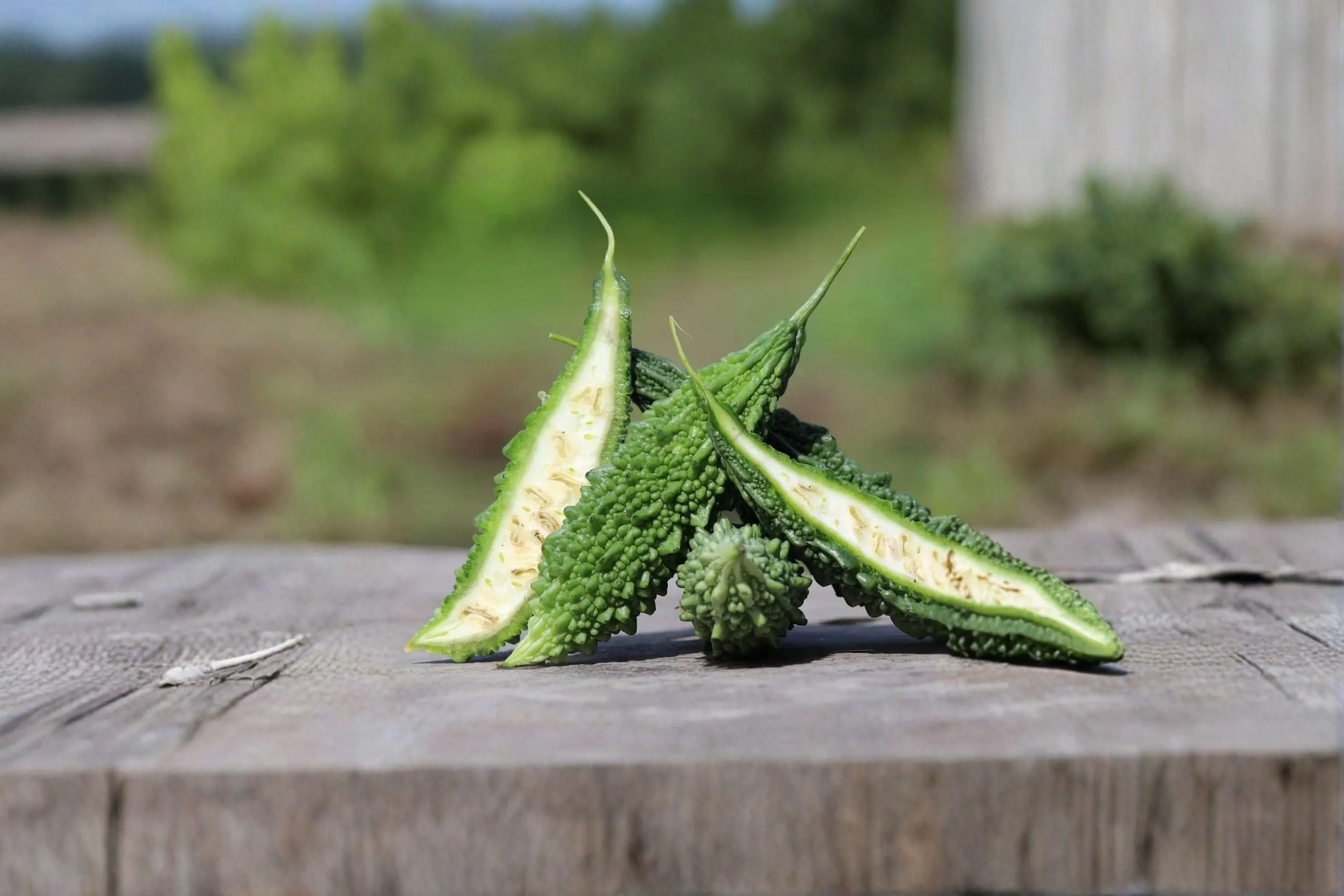 Dark Jade Bitter Melon Seeds – Asian Gourd, Heat-Loving Hybrid (5 Seeds) - image 3