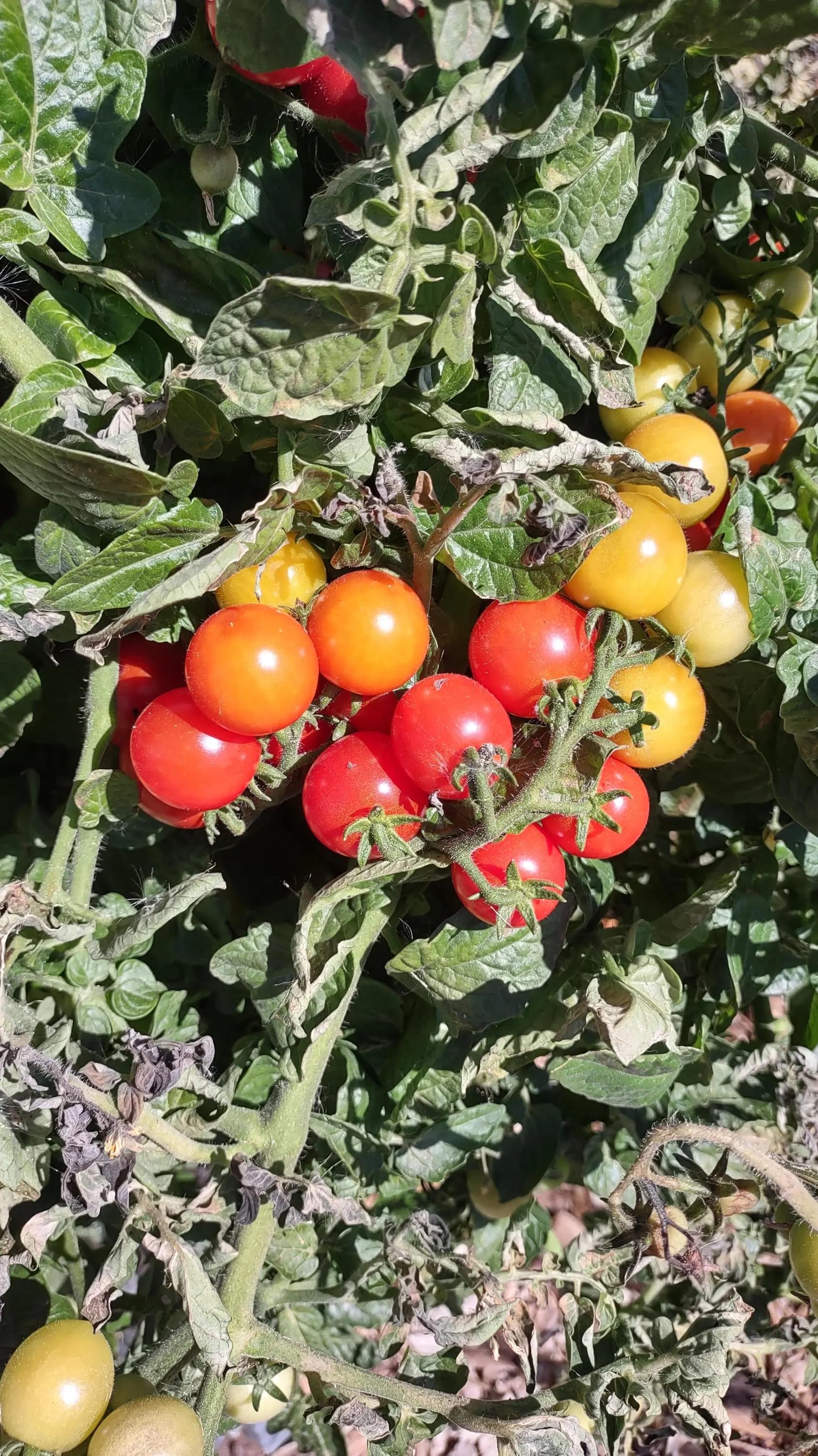 Husky Cherry Red Tomato, 25 Seeds, High-Yield Dwarf Hybrid, Super Sweet Fruit. - image 4