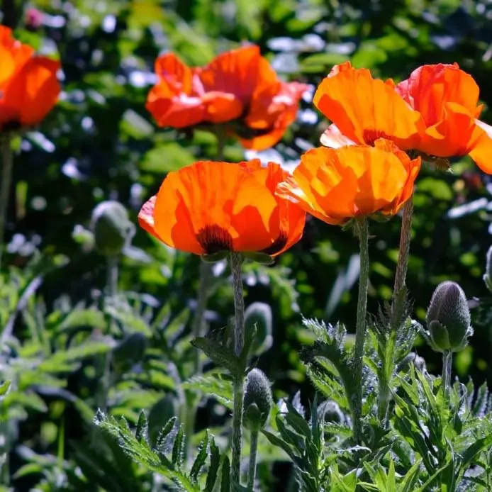 Prince of Orange Poppy, 25 seeds, bright orange perennial, attracts pollinators. - image 3